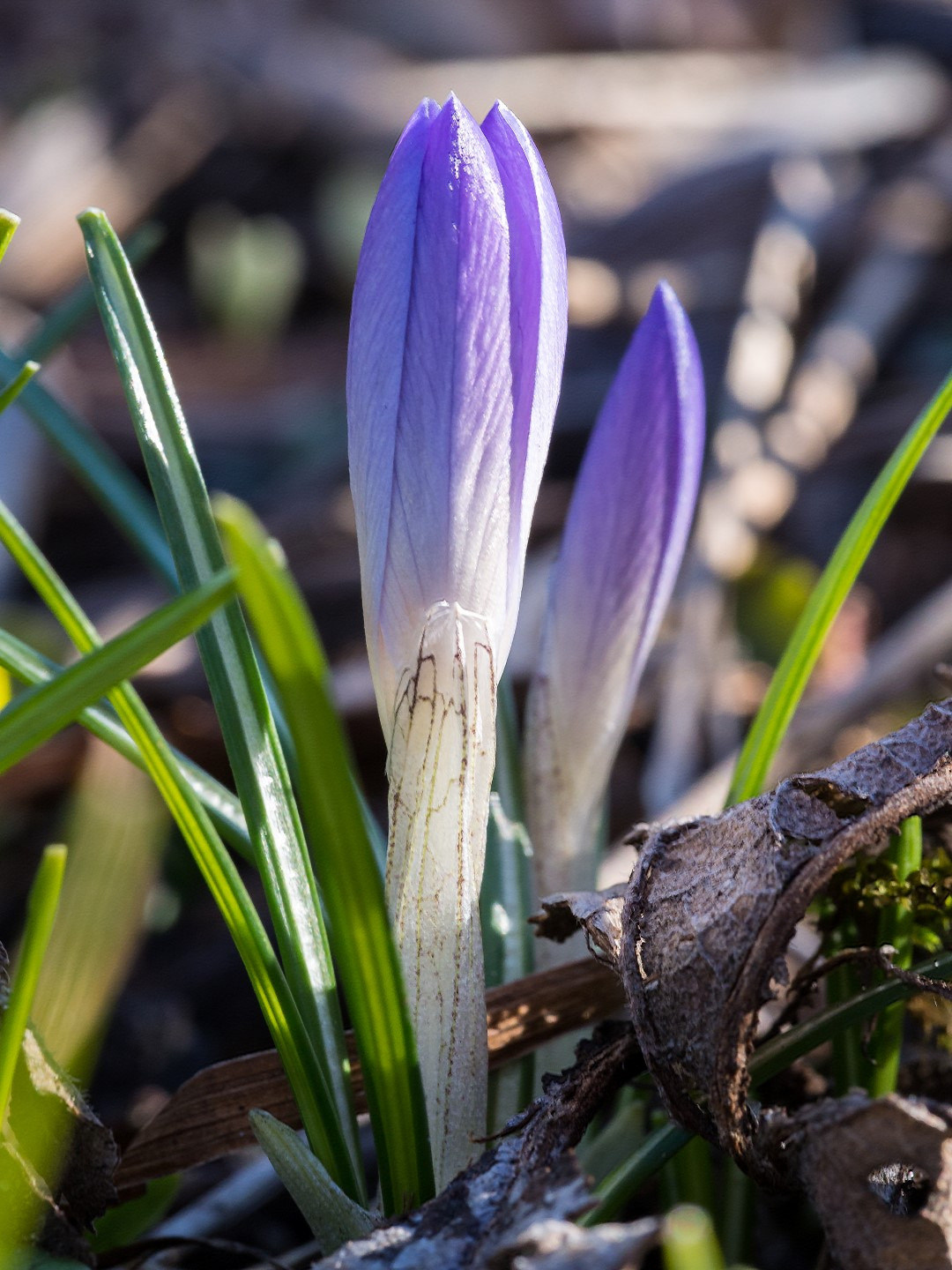 Olympus PEN E-PM2 sample photo. Crocus photography