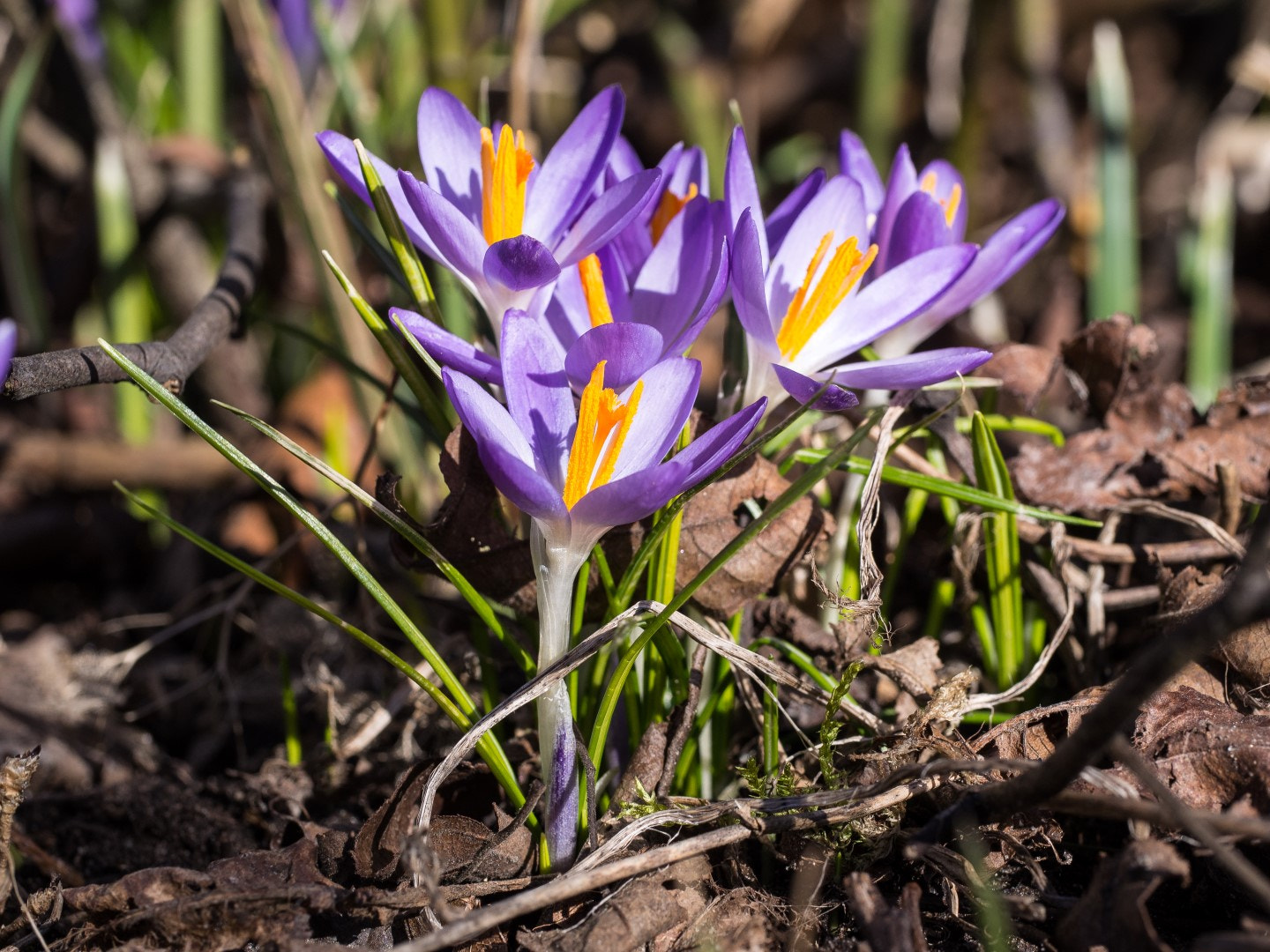 Olympus PEN E-PM2 sample photo. Crocus photography