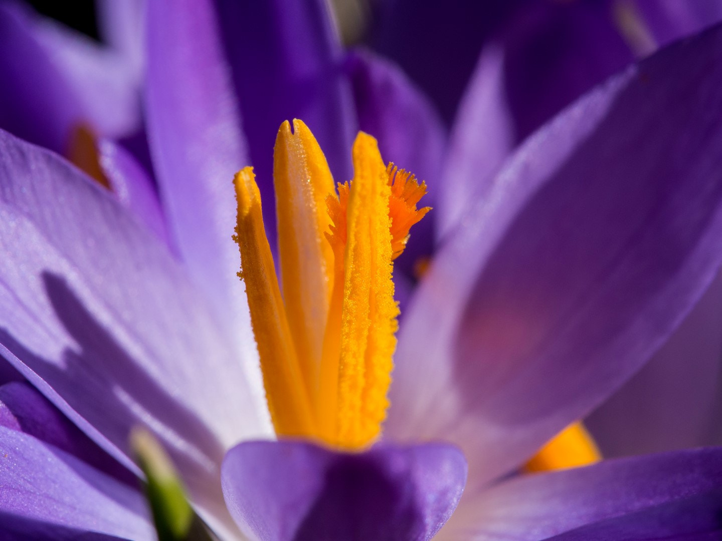 Olympus PEN E-PM2 sample photo. Crocus photography