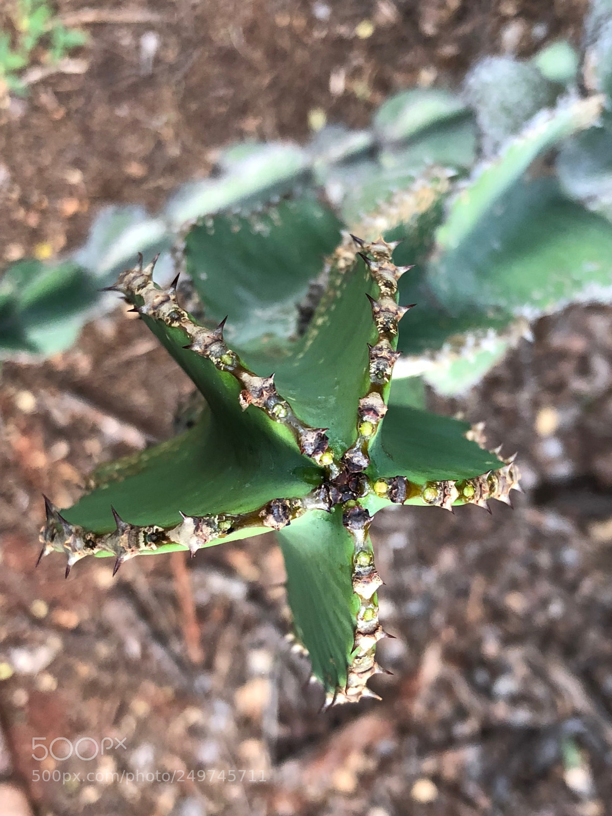 Apple iPhone X sample photo. Five pointed star photography
