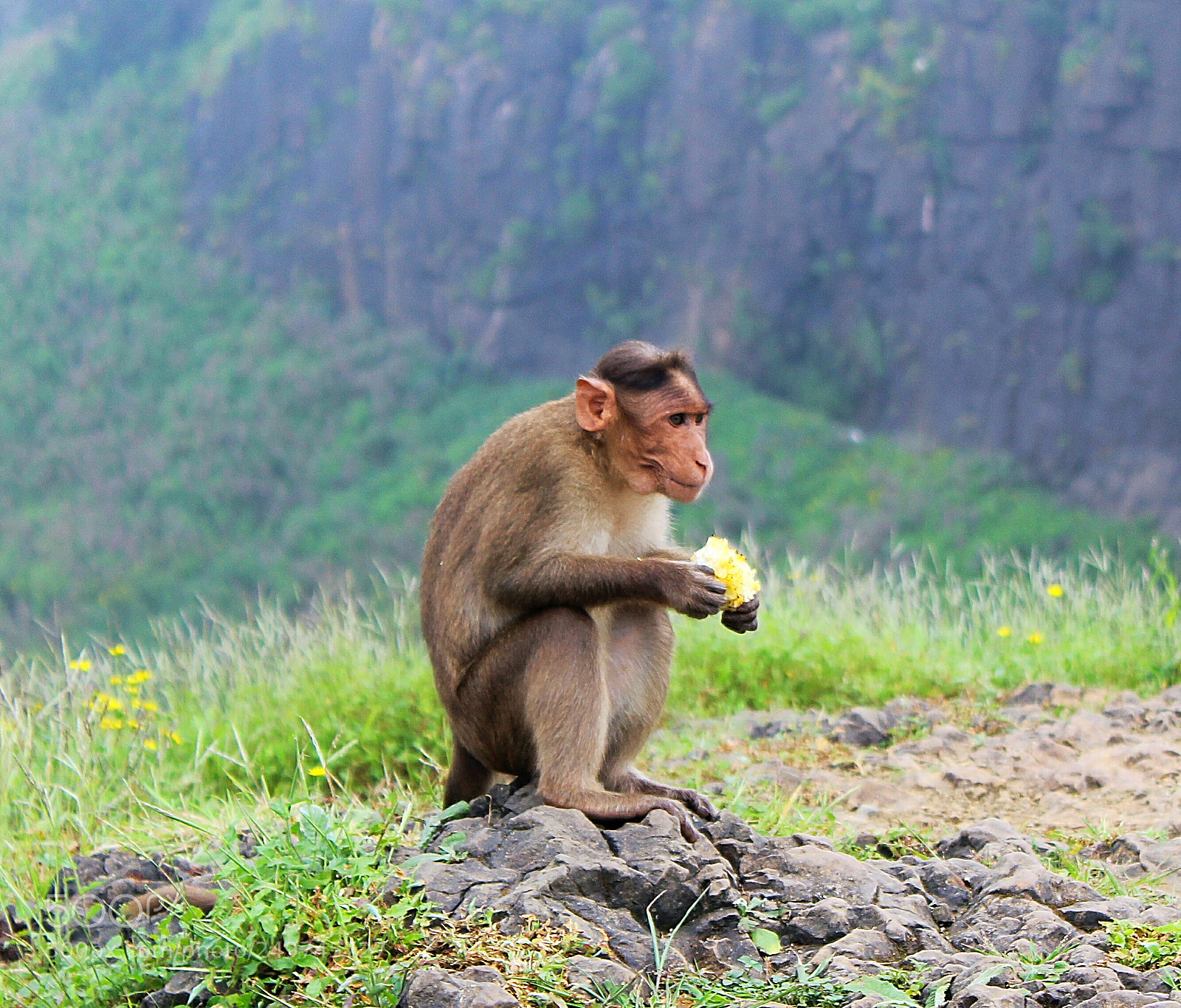 Canon EOS 1300D (EOS Rebel T6 / EOS Kiss X80) sample photo. Hungry monkey photography