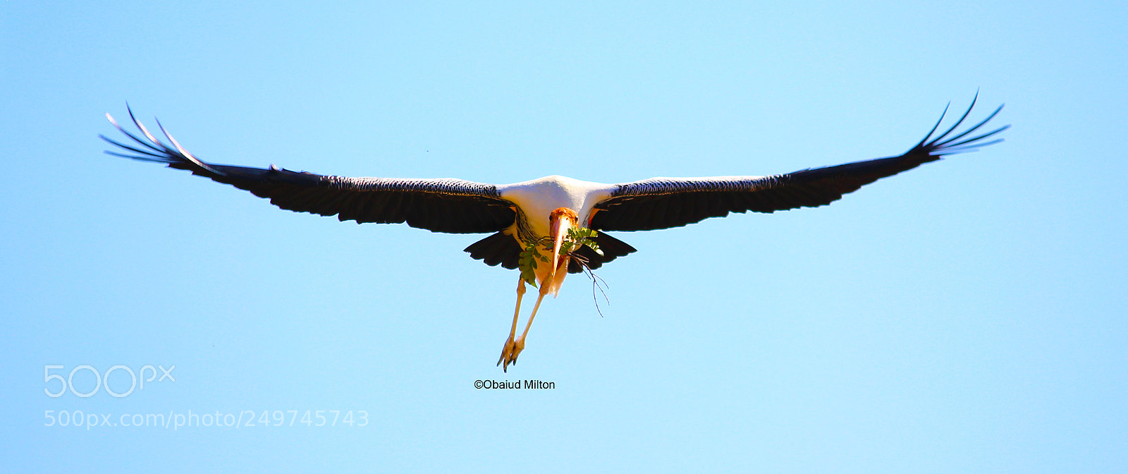 Canon EOS 700D (EOS Rebel T5i / EOS Kiss X7i) sample photo. The wings of flight photography