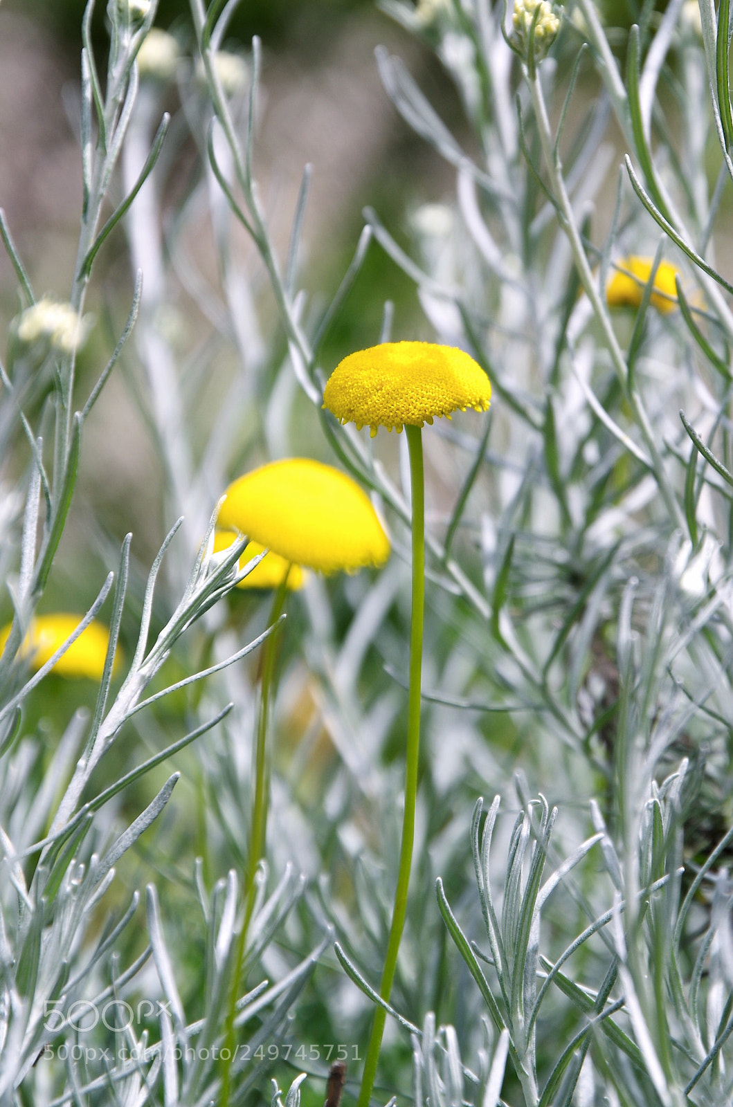 Pentax K-50 sample photo. Flowers photography