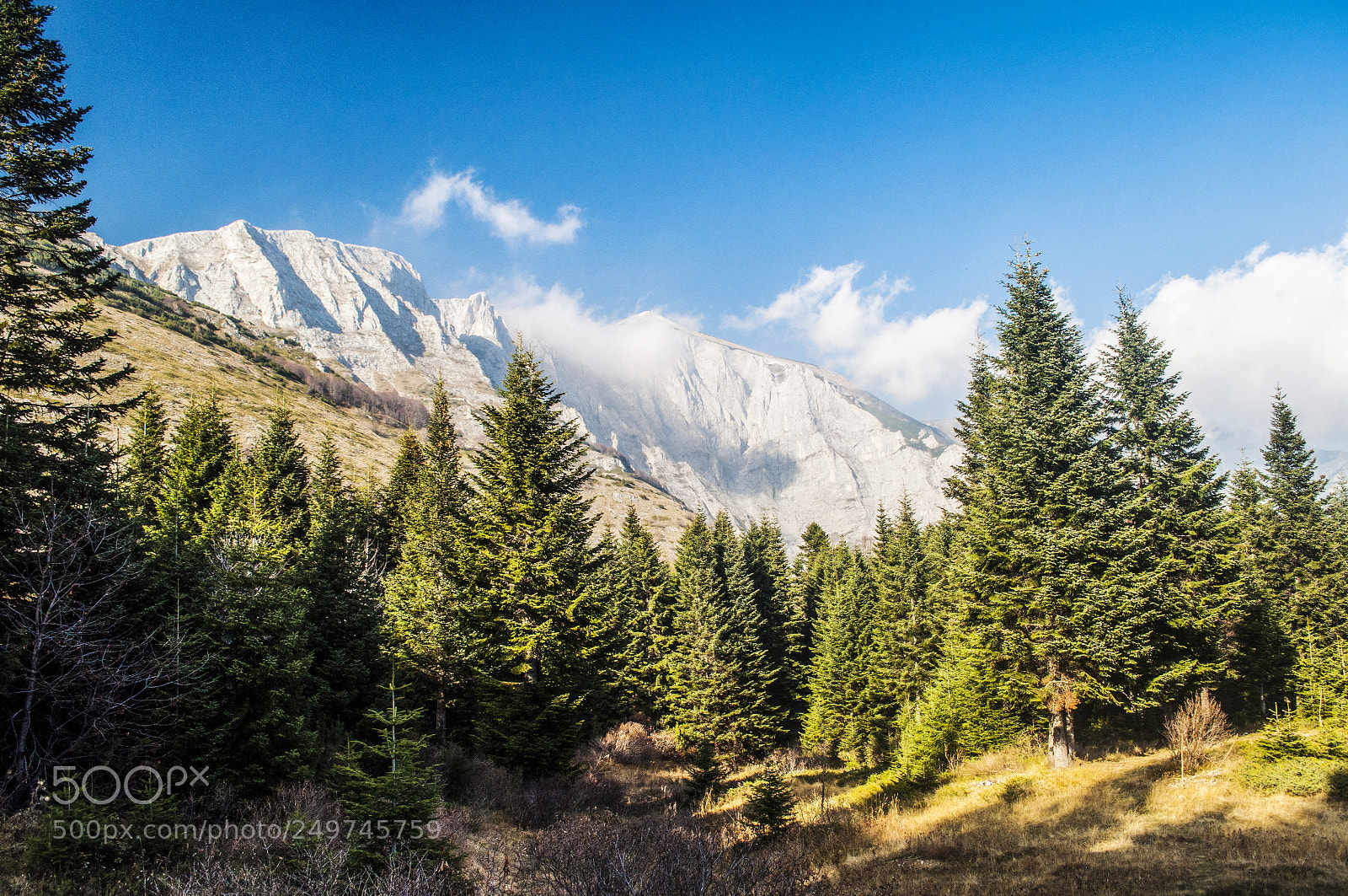 Nikon D5000 sample photo. Solunska glava photography