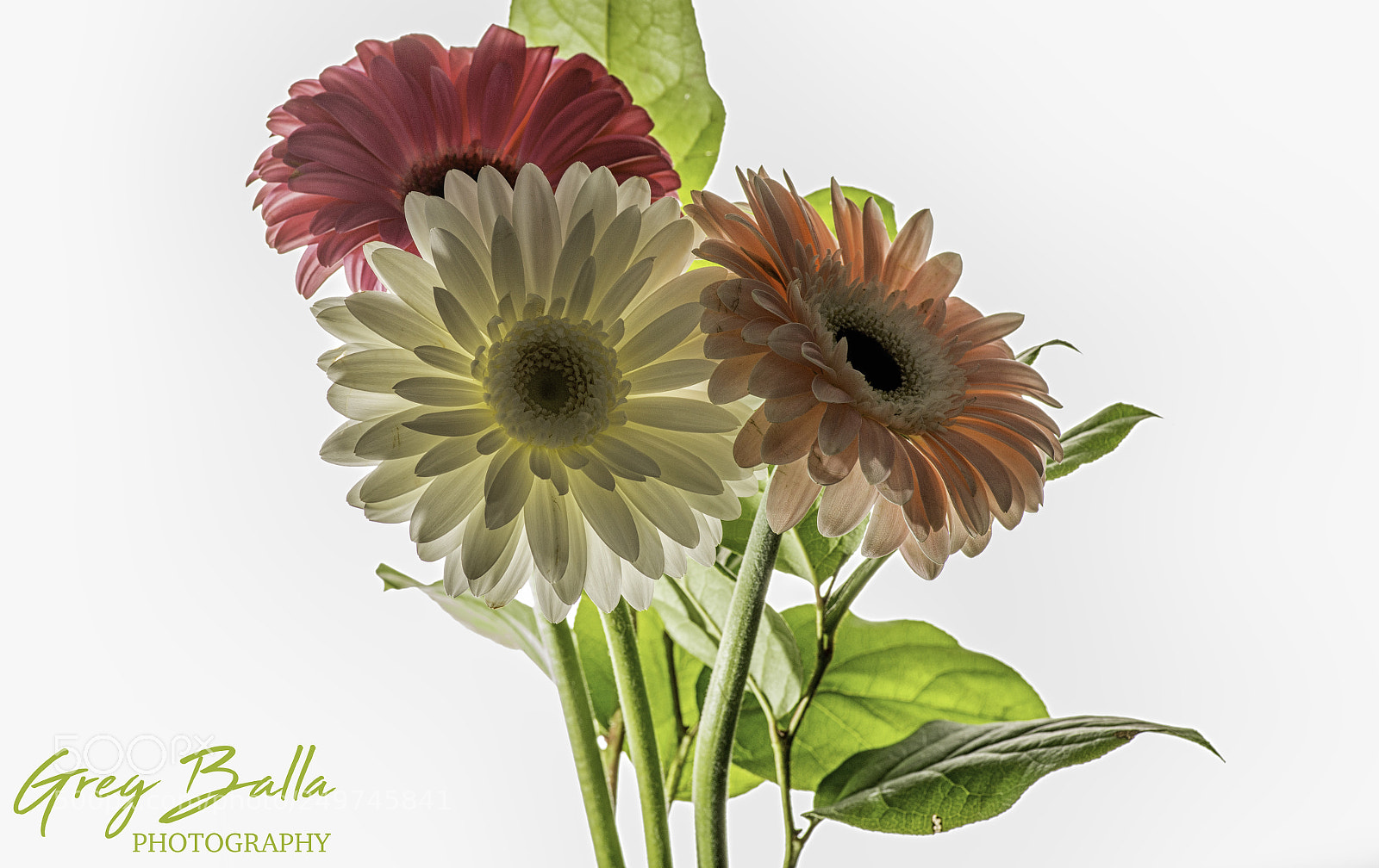 Nikon D600 sample photo. Backlit photography