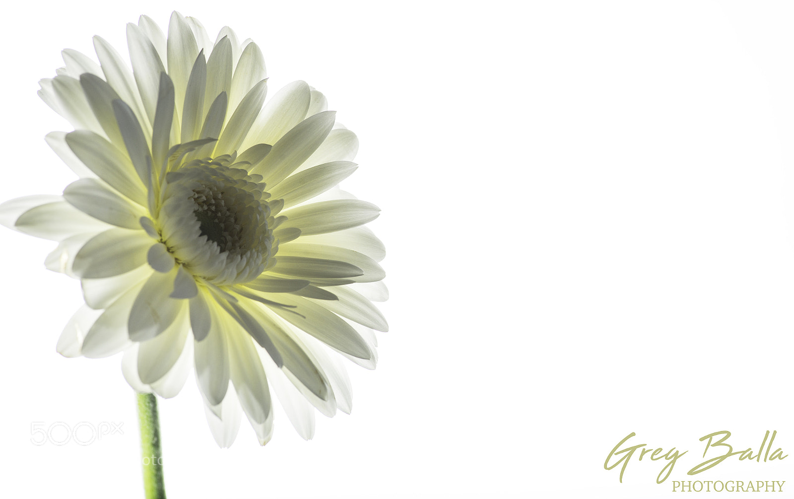 Nikon D600 sample photo. White on white photography