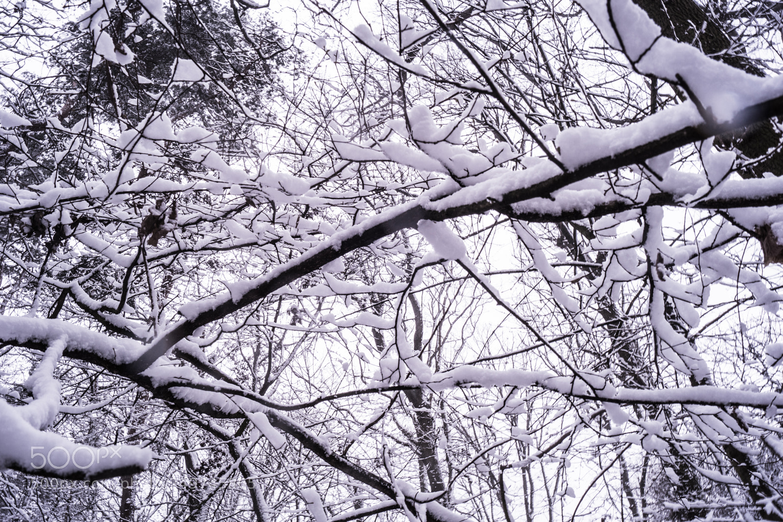 Sony SLT-A68 sample photo. Schnee im märz photography