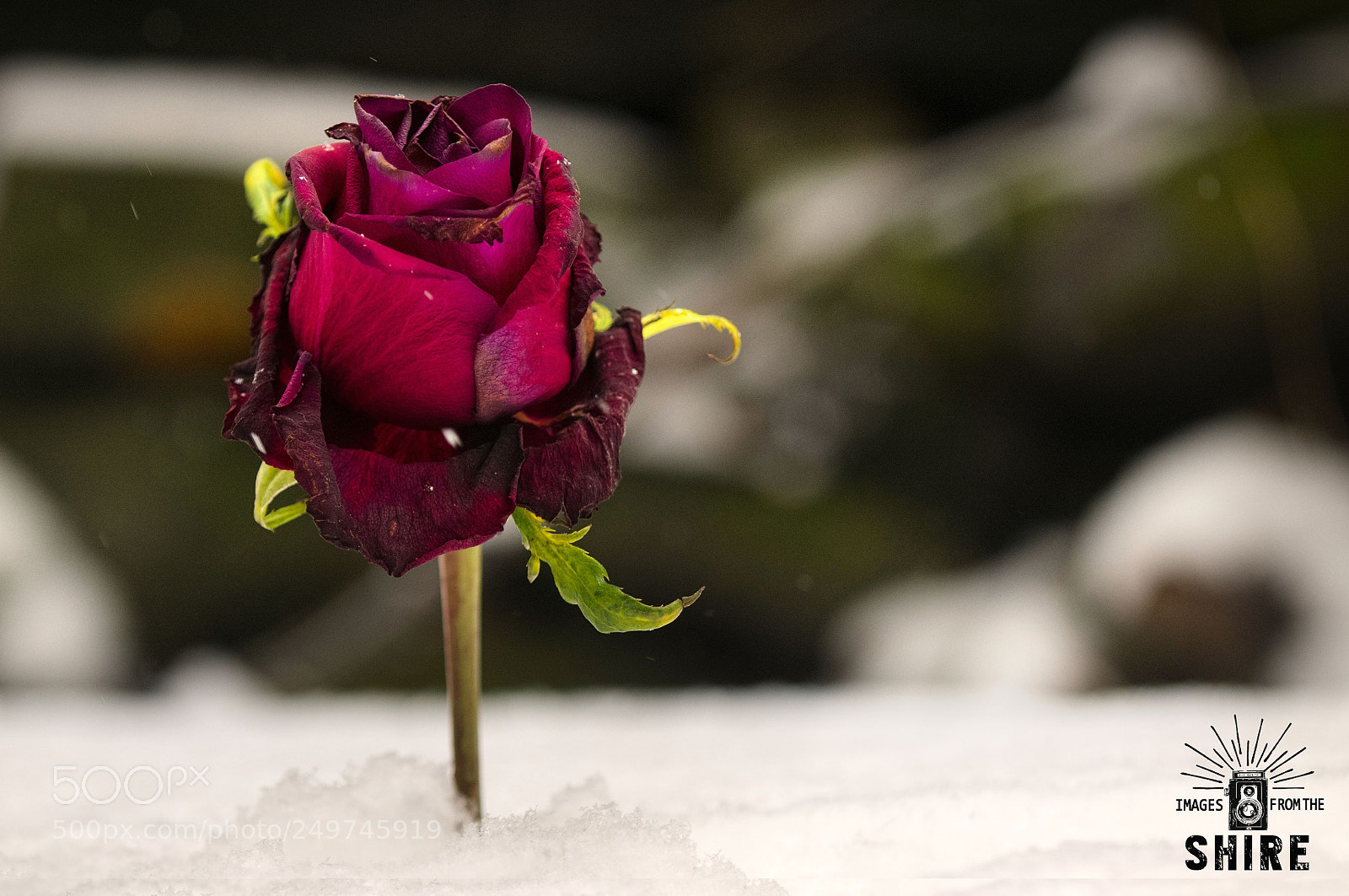 Nikon D300 sample photo. A rose in the photography