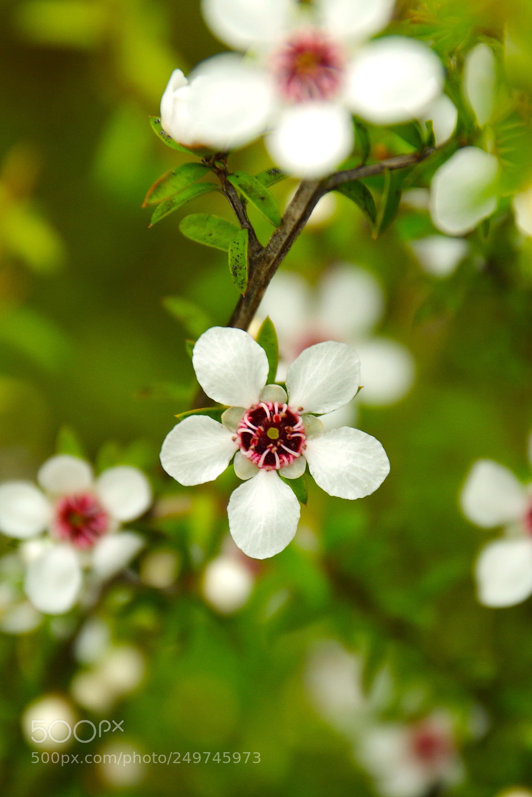Pentax K-50 sample photo. Manuka photography