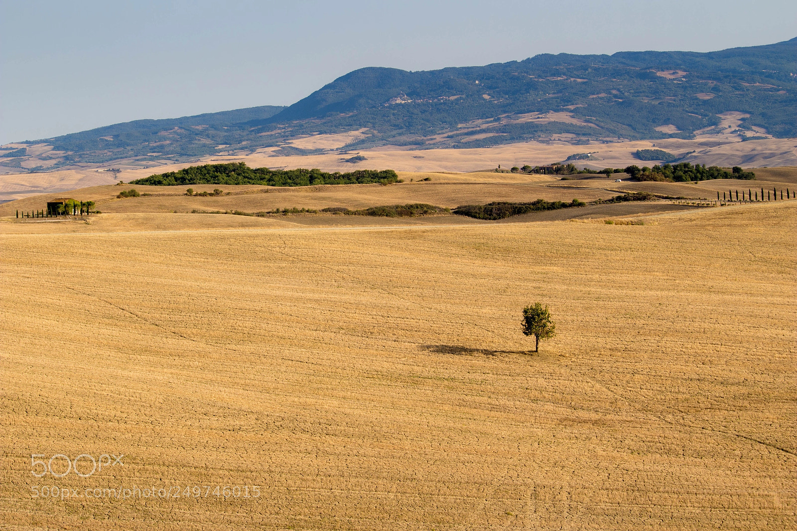 Canon EOS 100D (EOS Rebel SL1 / EOS Kiss X7) sample photo. Solitary tree photography