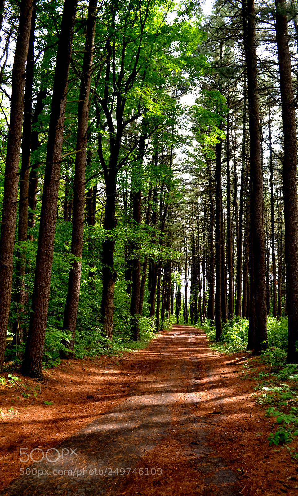 Nikon D3100 sample photo. Hiking path in the photography