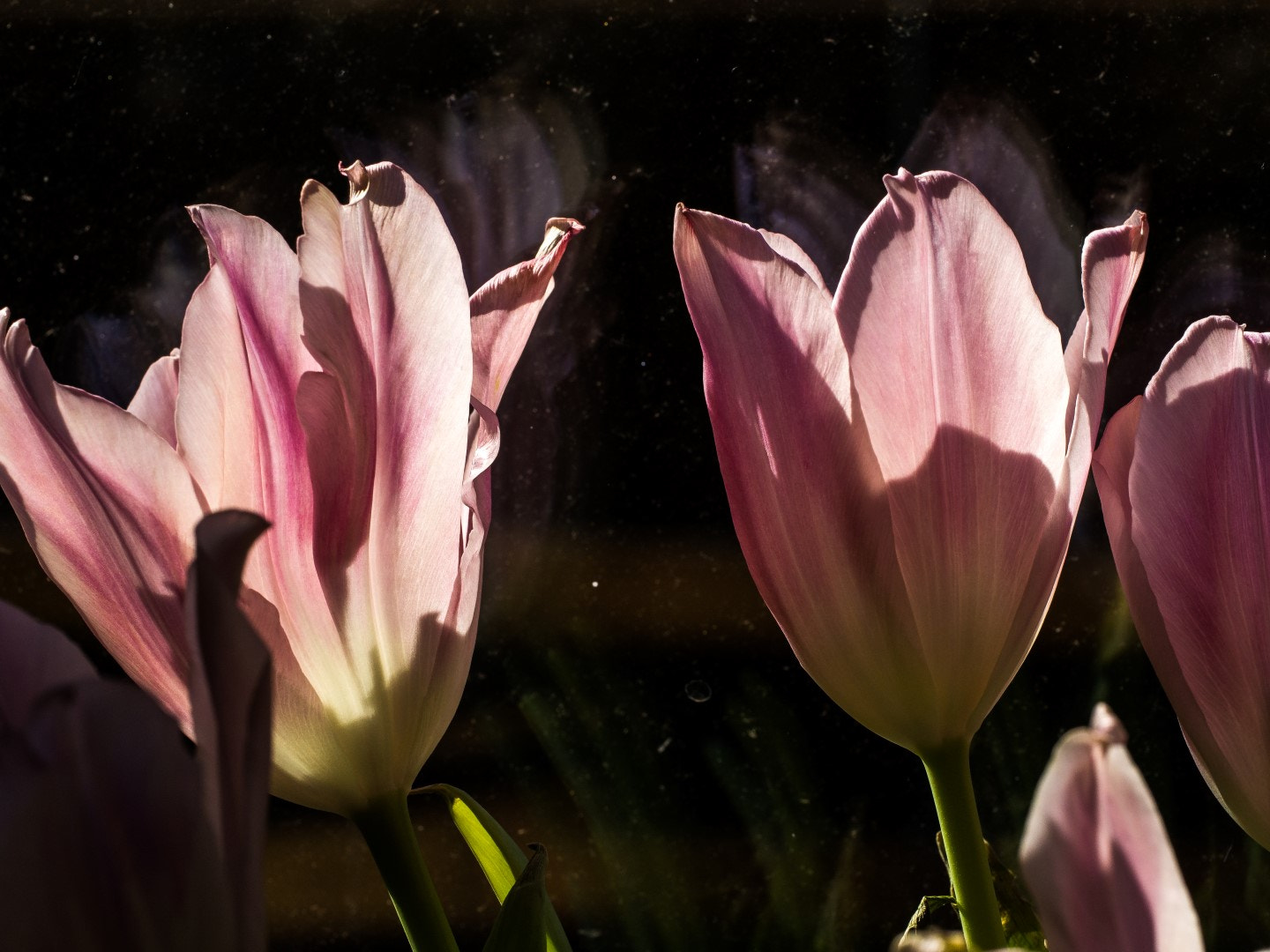 Olympus PEN E-PM2 sample photo. Spring light photography