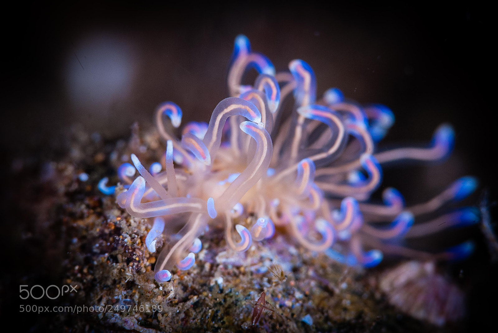 Nikon D200 sample photo. Nice looking nudibranch photography