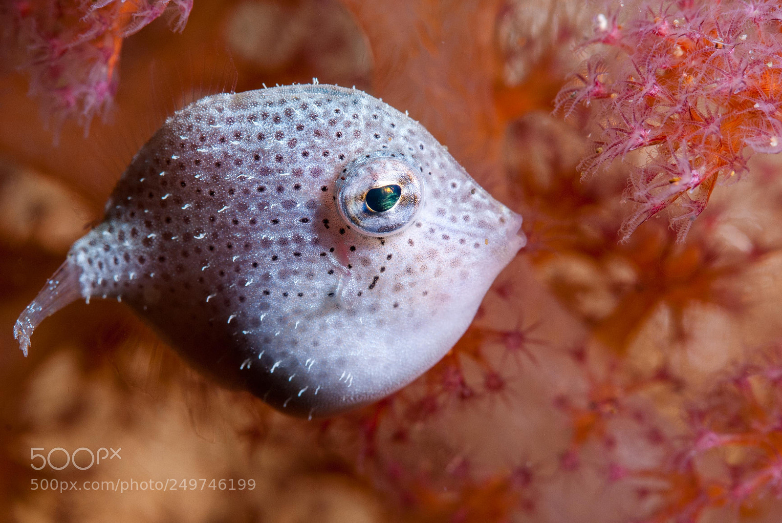 Nikon D200 sample photo. Tiny pufferfish photography
