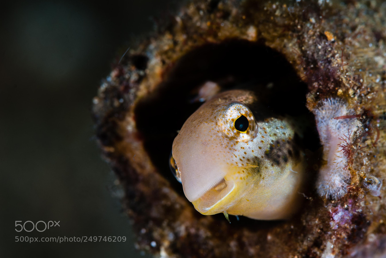 Nikon D200 sample photo. Hi blenny photography