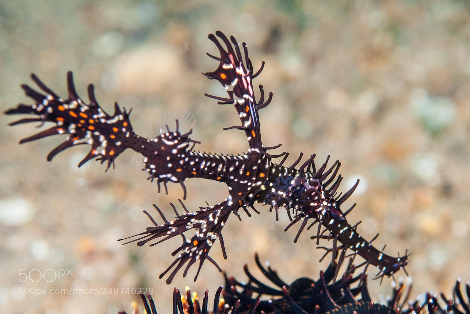 Nikon D200 sample photo. Hornet ghost pipefish photography