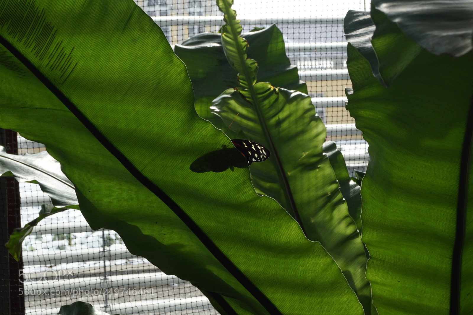 Sony SLT-A68 sample photo. Schmetterling photography
