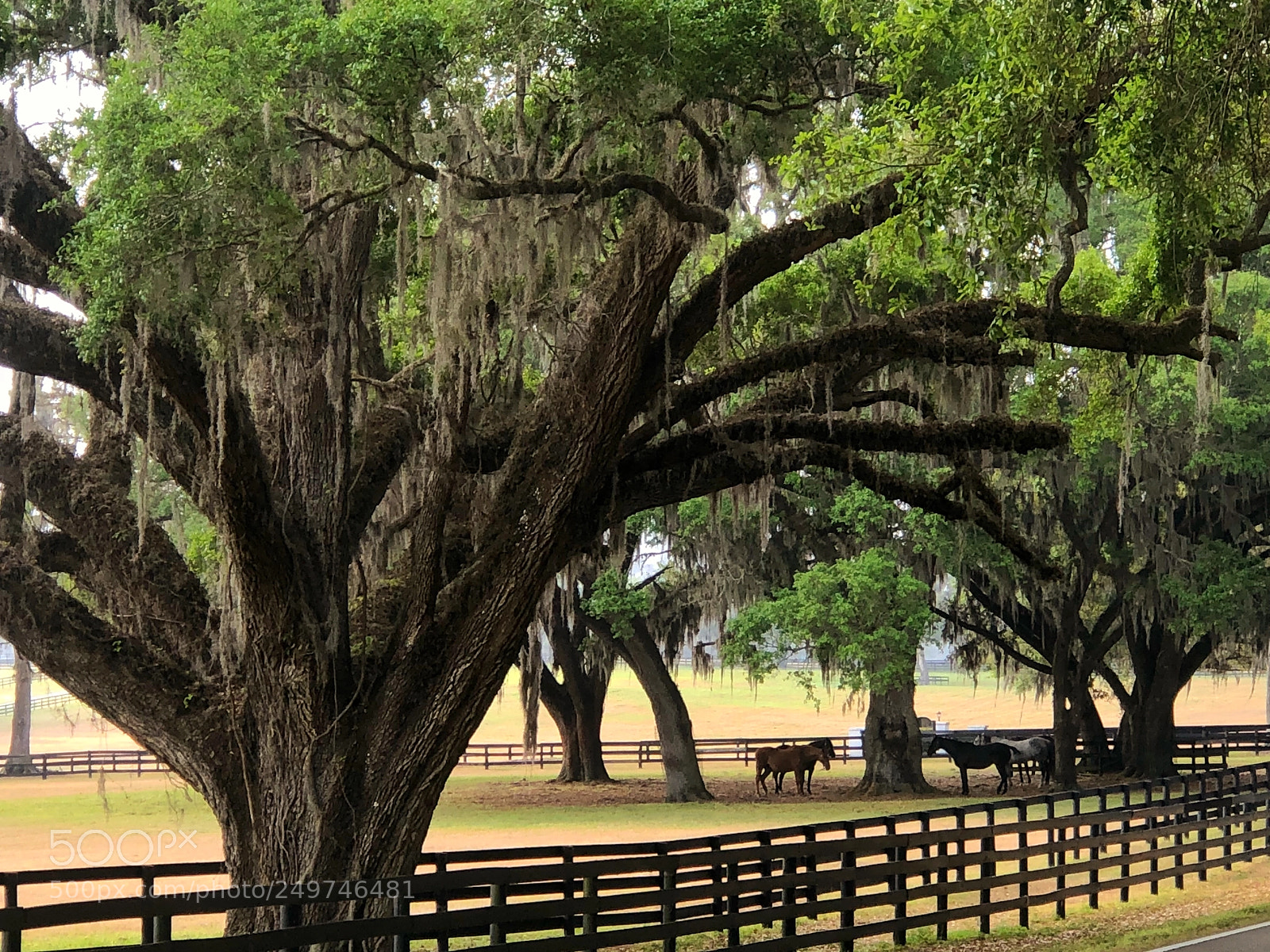 Apple iPhone 8 Plus sample photo. Horses with live oak photography