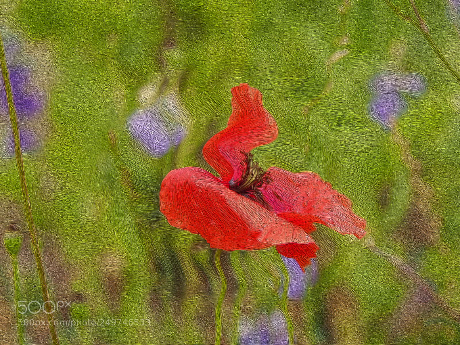 Olympus PEN E-PL5 sample photo. Red poppy in the photography