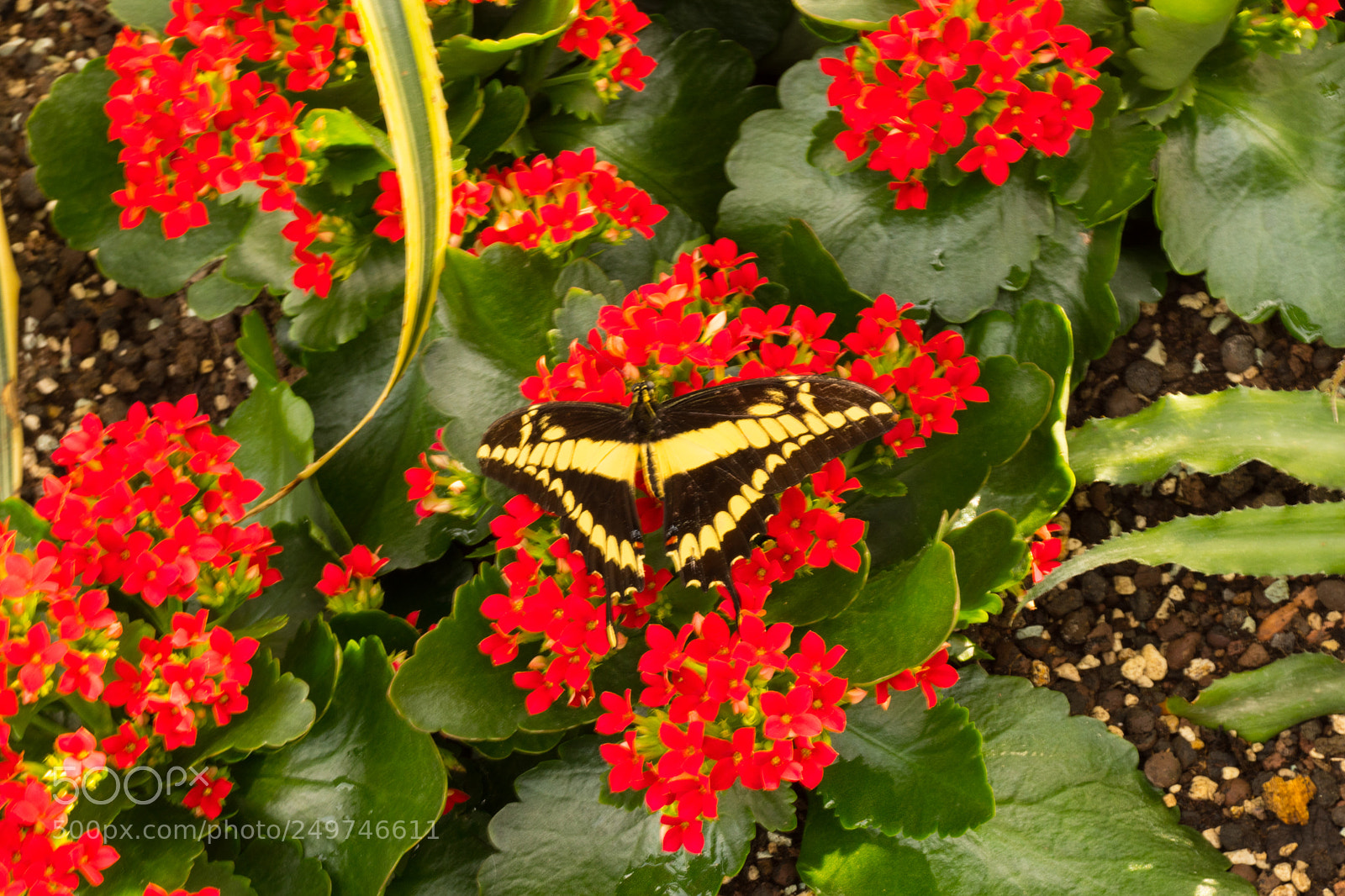 Sony SLT-A68 sample photo. Schmetterling photography