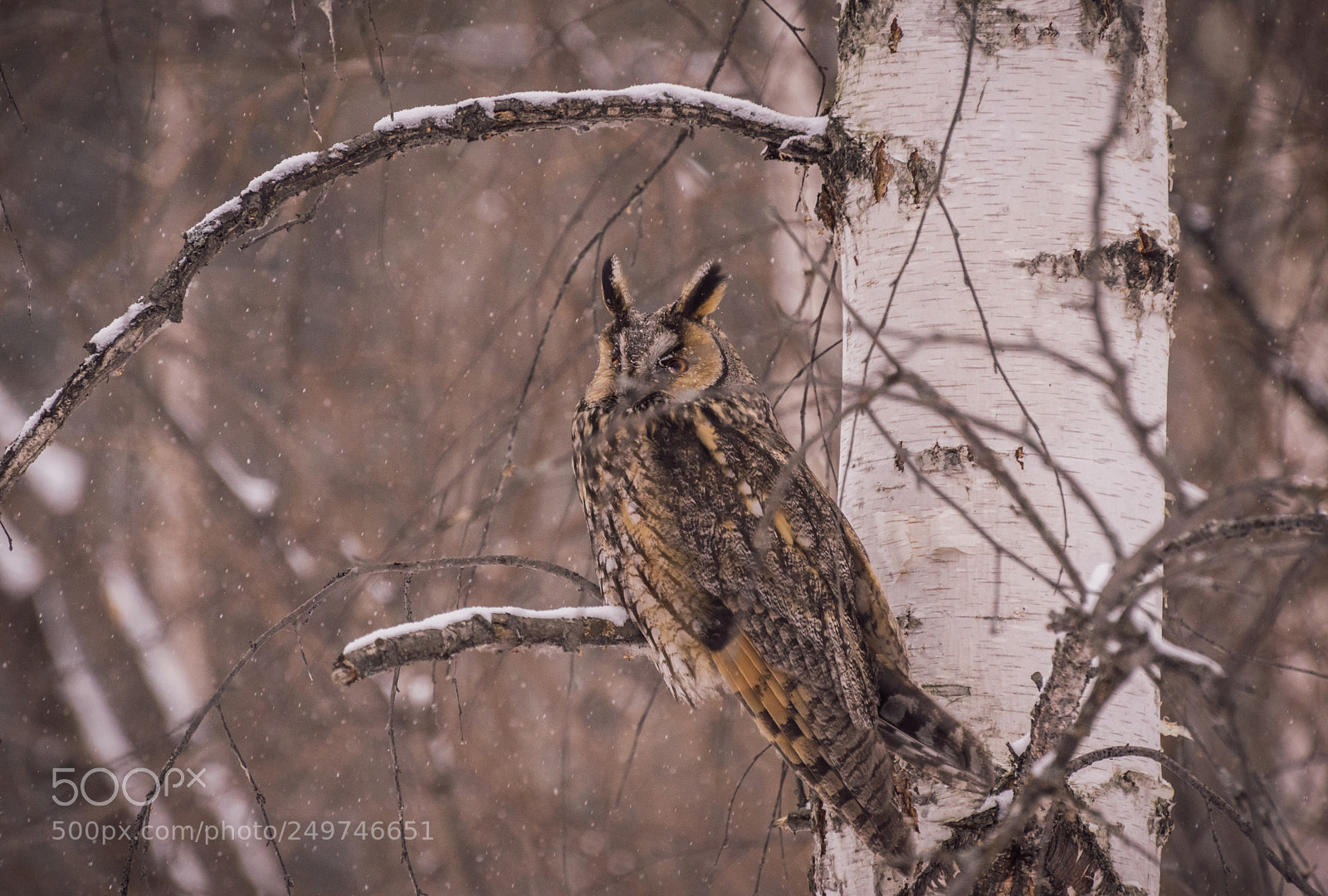 Nikon D5500 sample photo. Ong-eared owl photography
