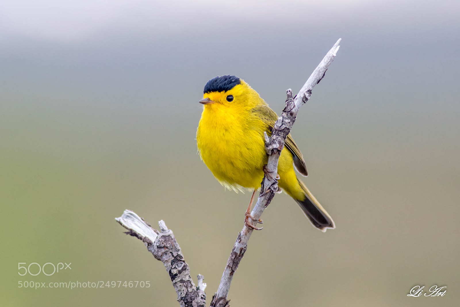 Canon EOS 7D Mark II sample photo. Birds photography