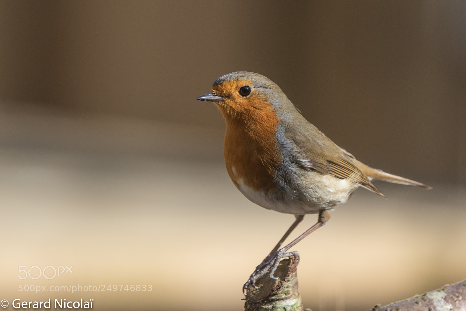 Canon EOS 7D Mark II sample photo. Robin photography
