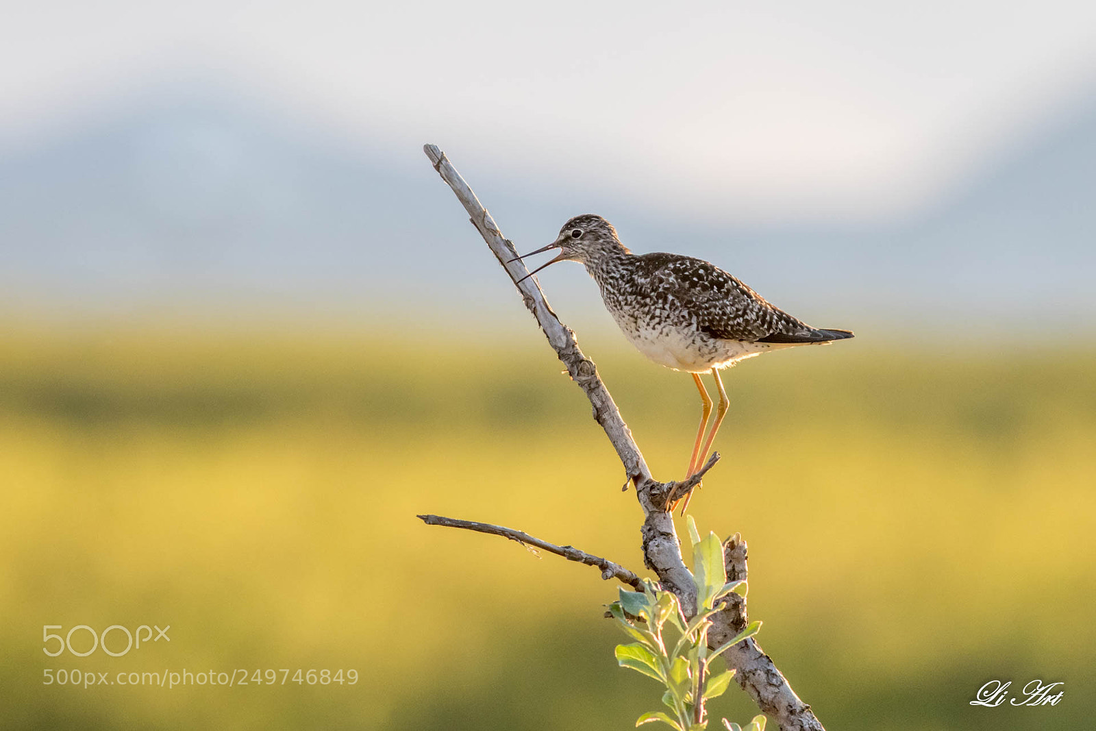 Canon EOS 7D Mark II sample photo. Birds photography