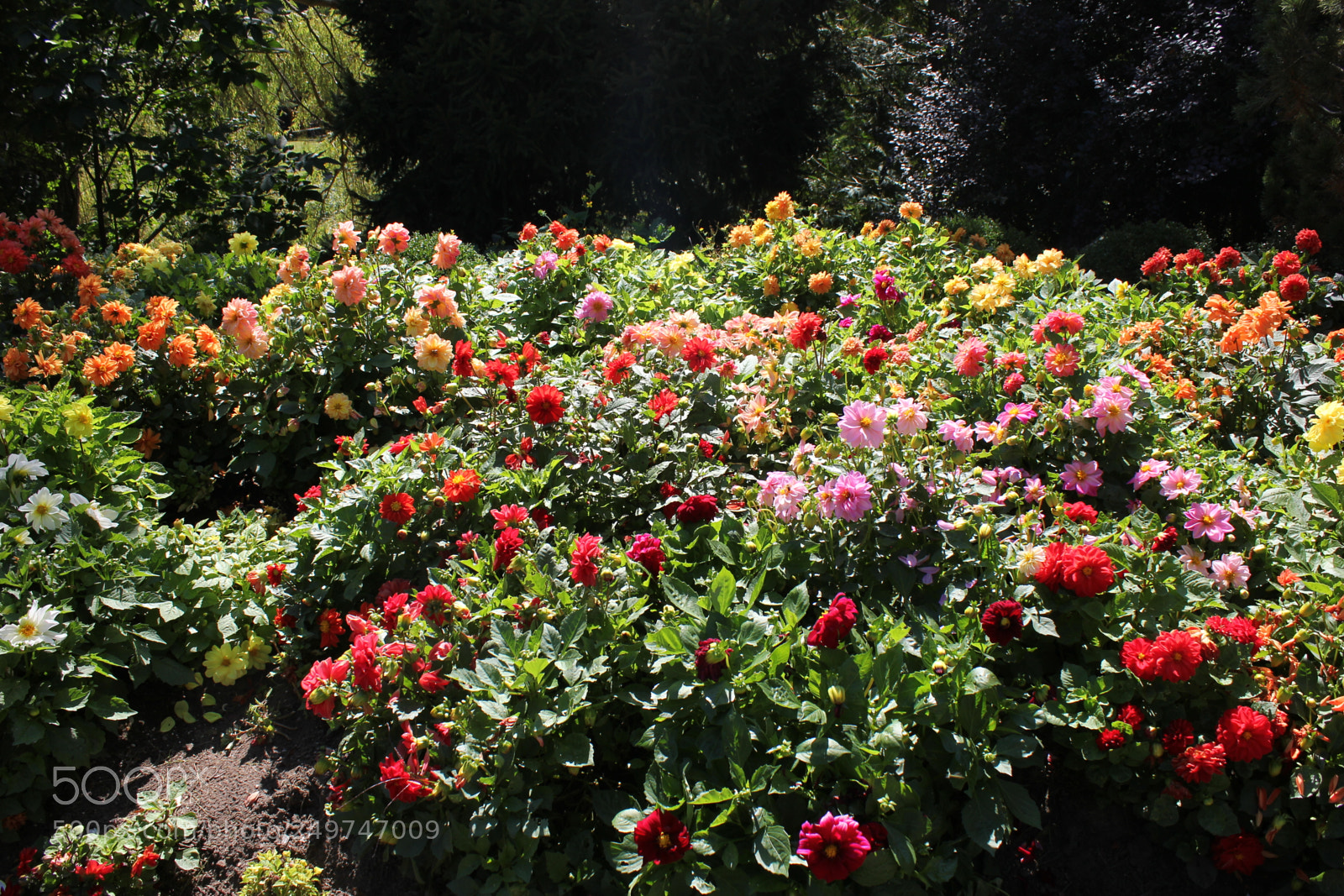 Canon EOS 550D (EOS Rebel T2i / EOS Kiss X4) sample photo. Edward's gardens, toronto, ontario photography