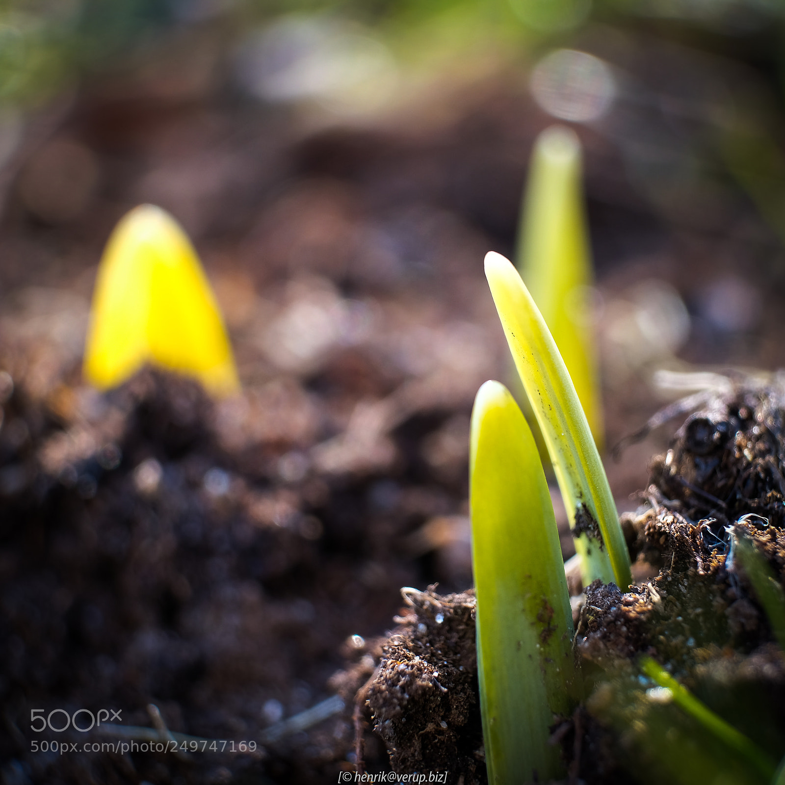 Fujifilm X-T20 sample photo. Spring is finally here photography