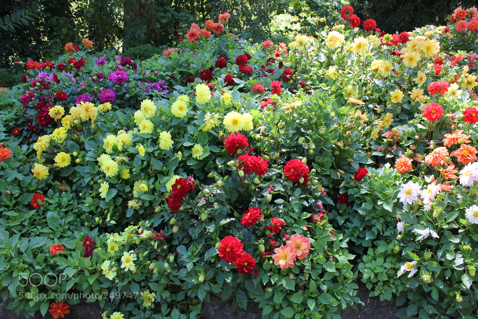Canon EOS 550D (EOS Rebel T2i / EOS Kiss X4) sample photo. Edward's gardens, toronto, ontario photography