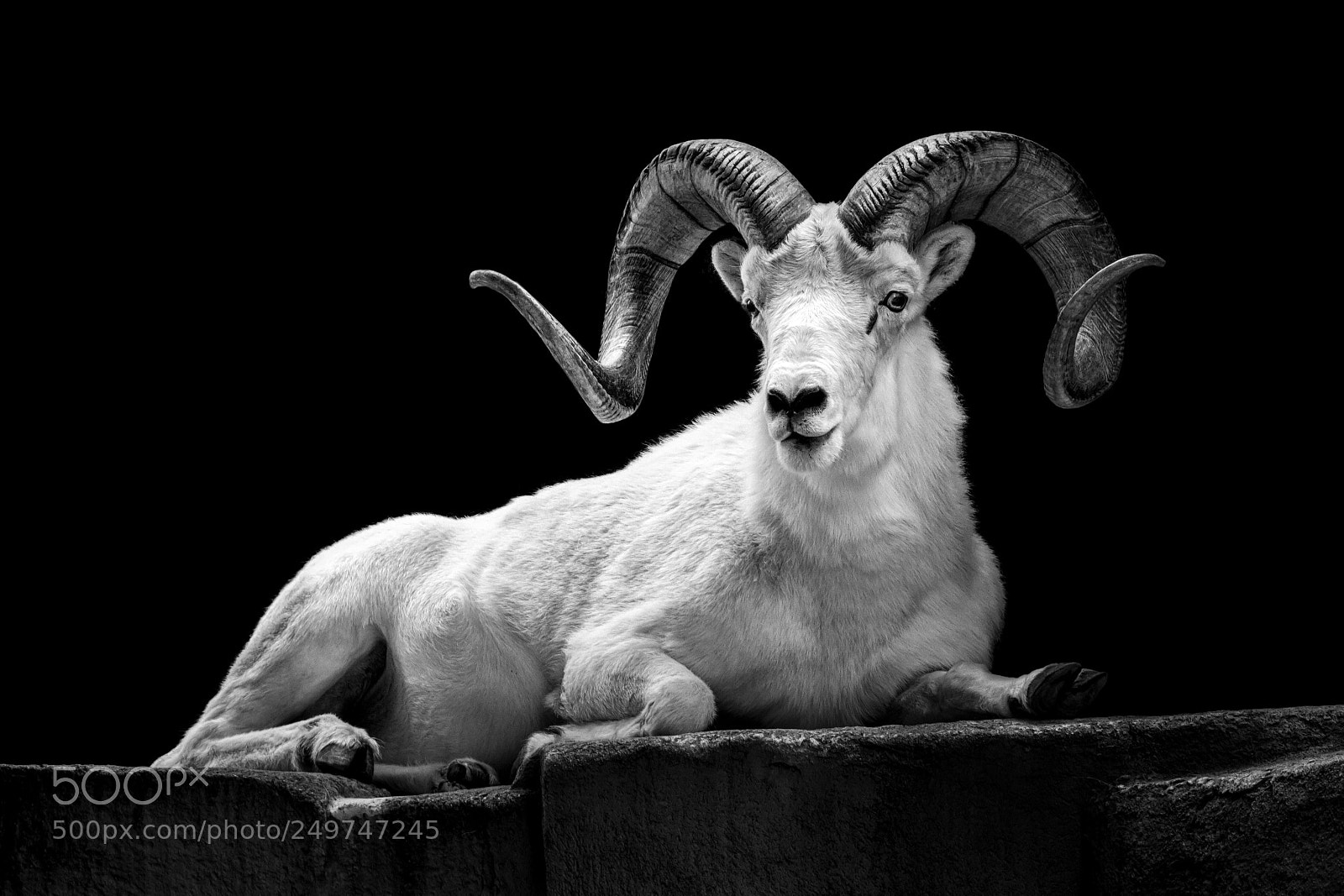 Canon EOS 7D sample photo. Dall sheep photography