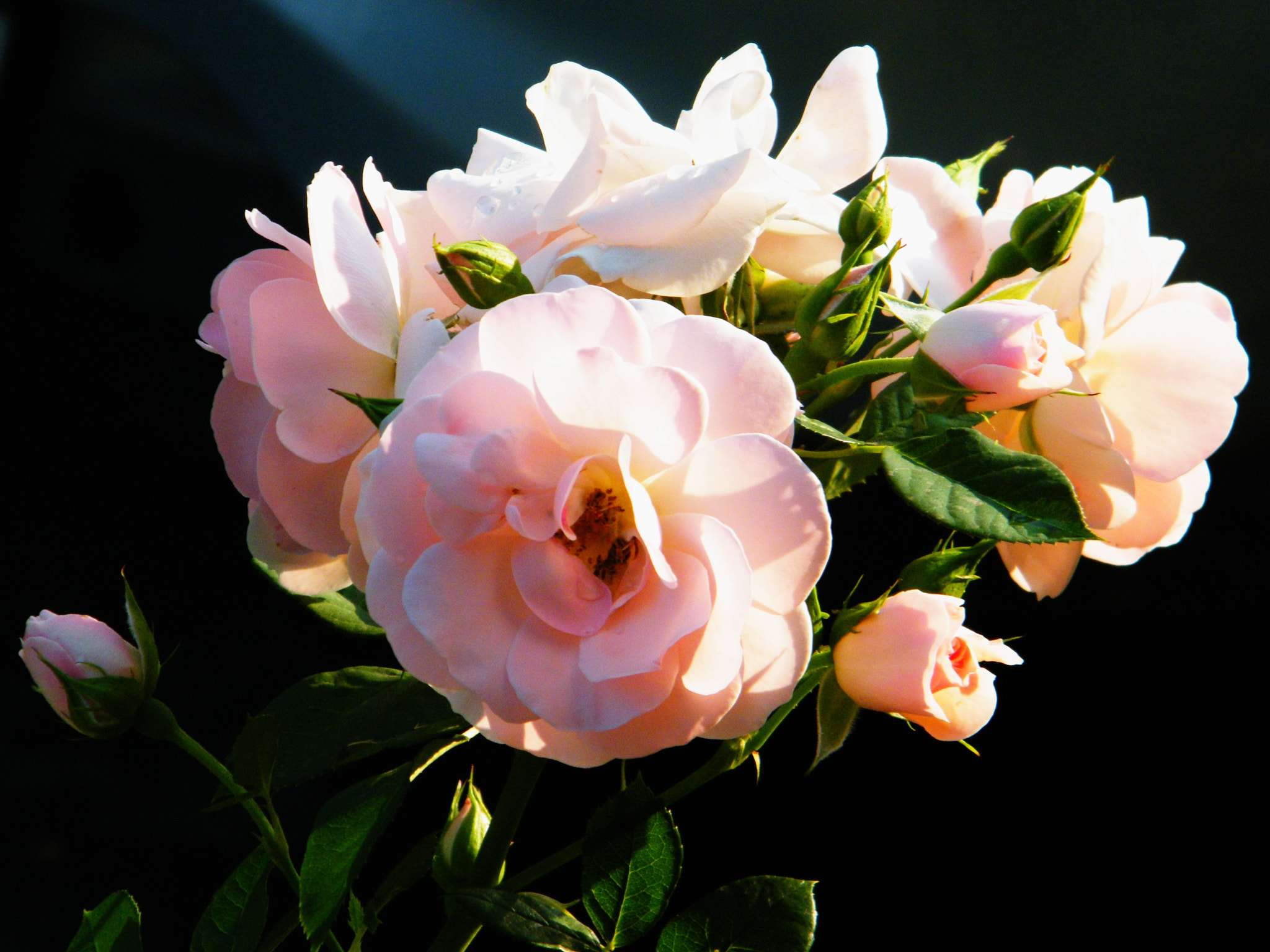 Fujifilm FinePix S2000HD sample photo. Virág photography