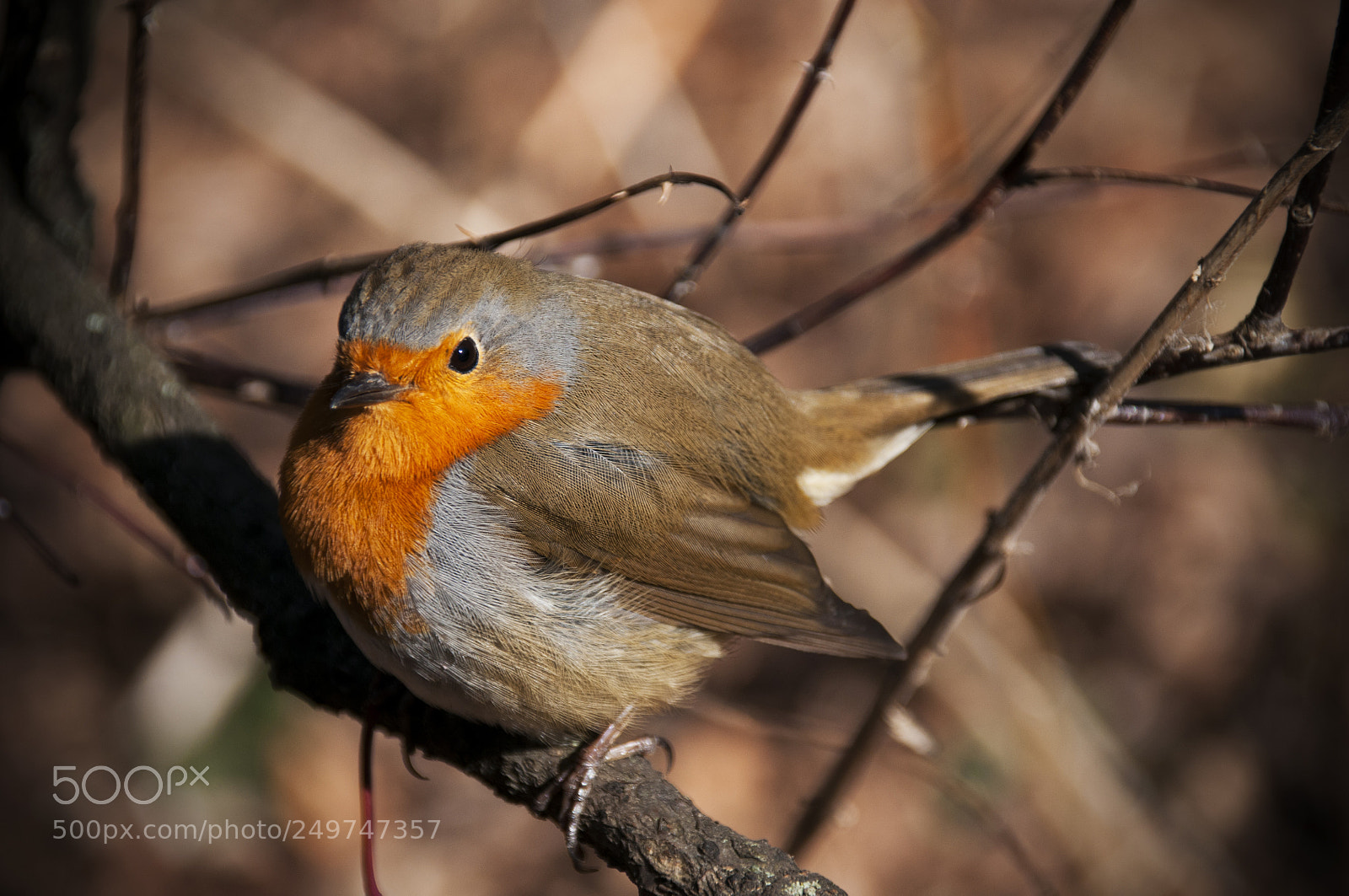 Nikon D300 sample photo. Robin photography