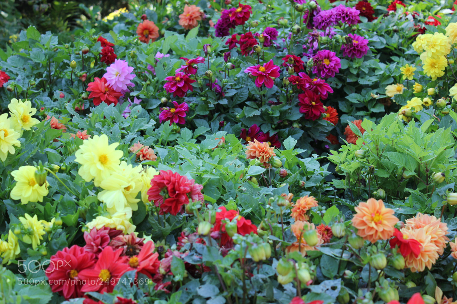 Canon EOS 550D (EOS Rebel T2i / EOS Kiss X4) sample photo. Edward's gardens, toronto, ontario photography