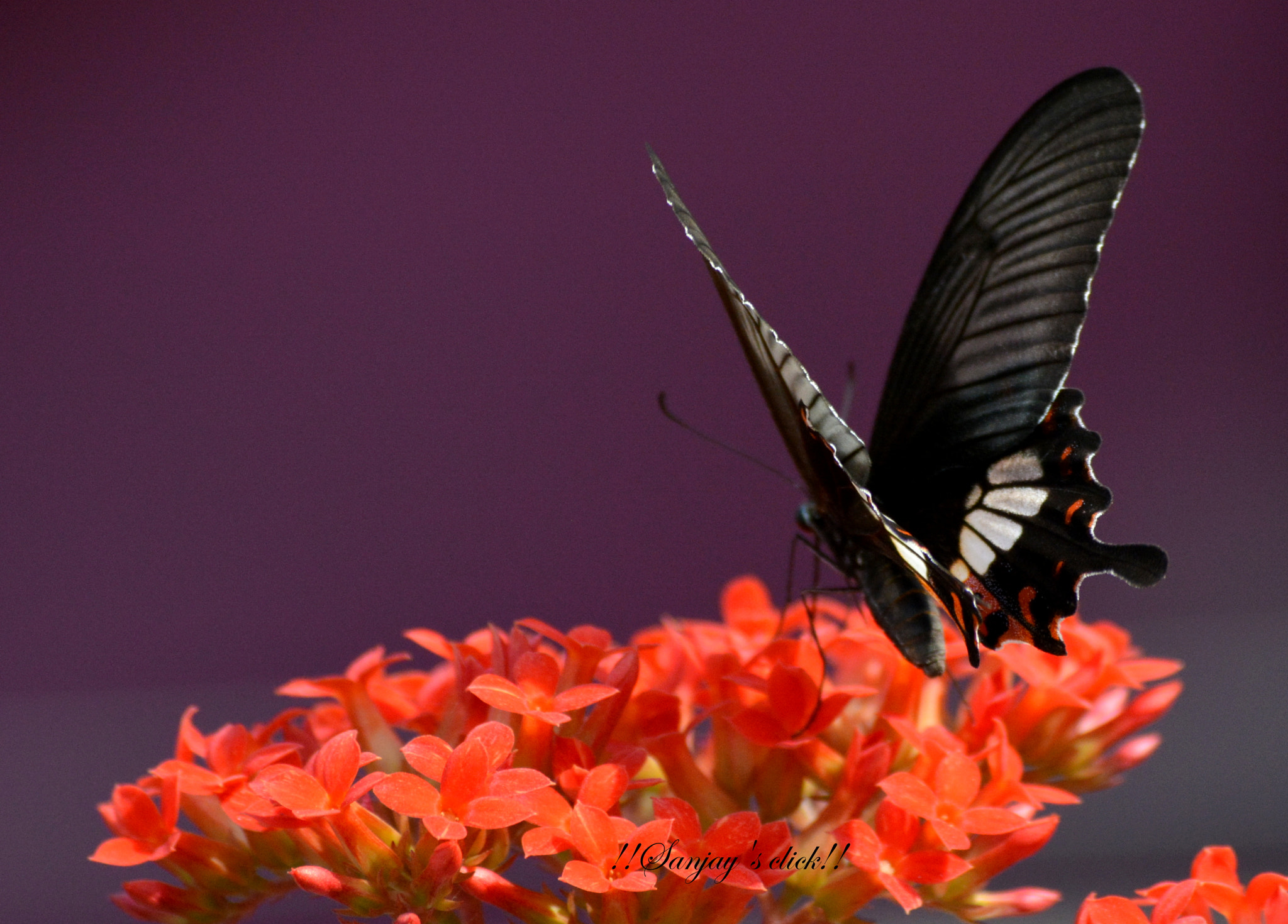 Nikon D5200 sample photo