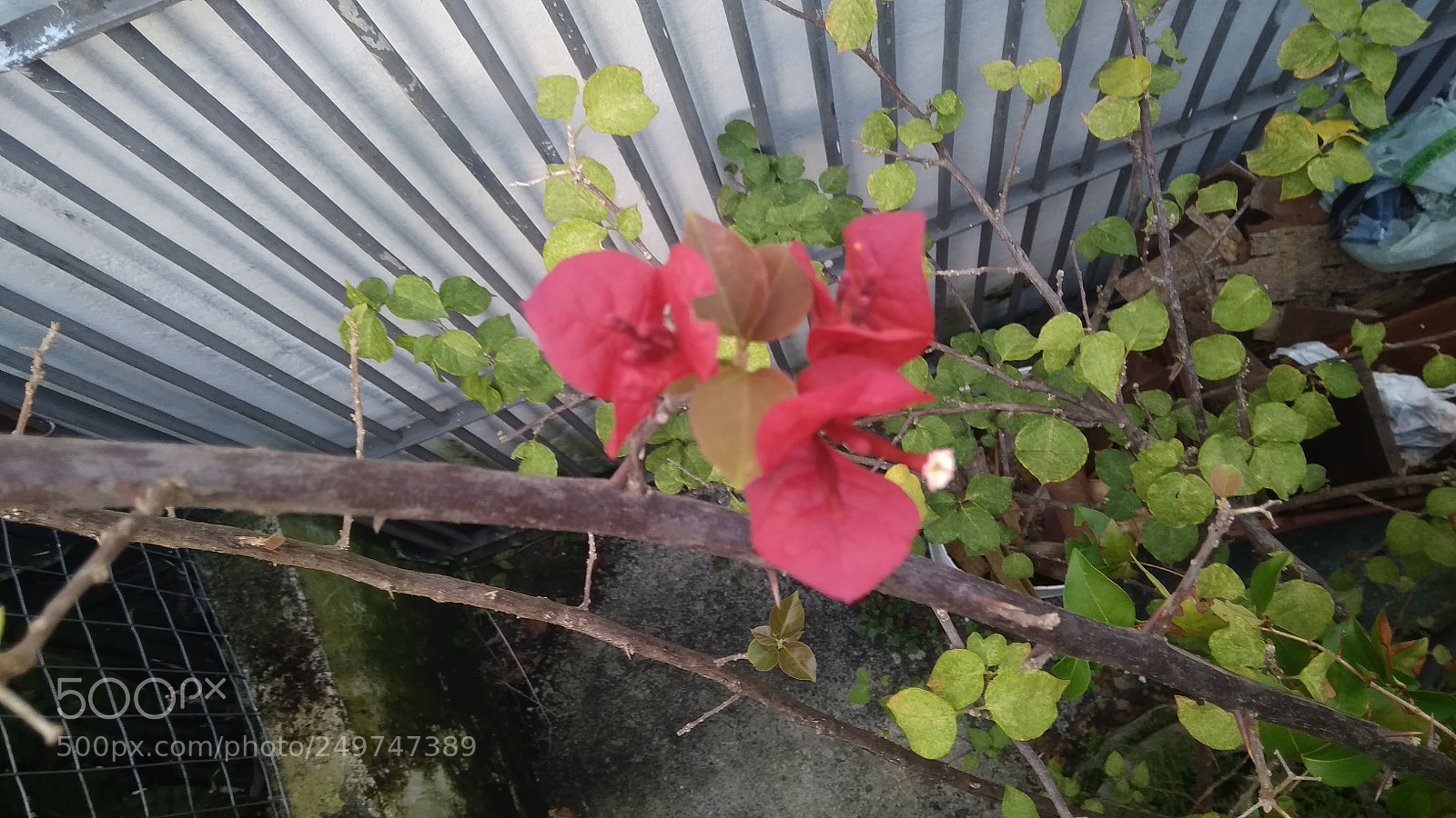 Xiaomi Redmi 4A sample photo. Untitled photography