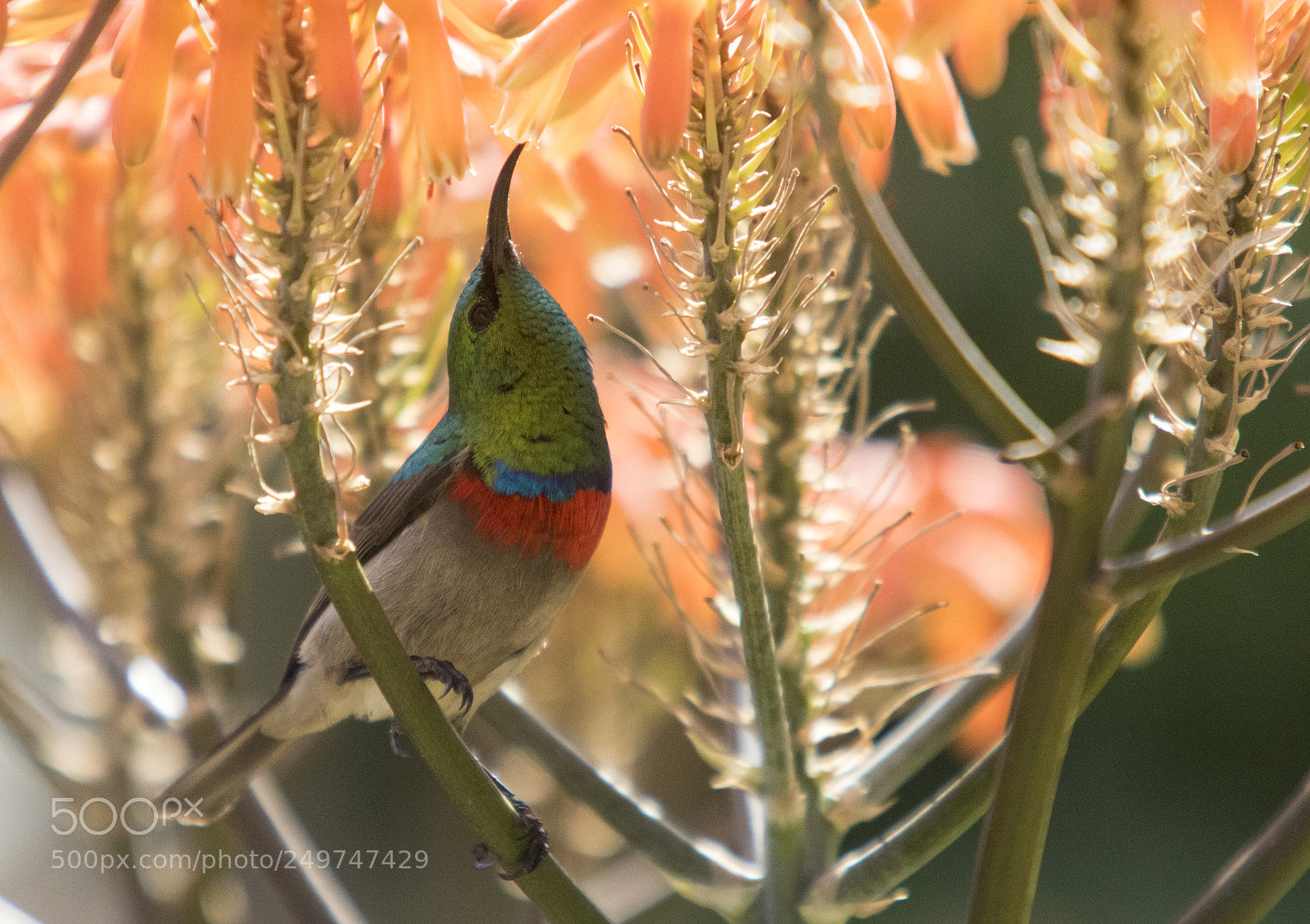 Canon EOS 7D Mark II sample photo. Feeding photography