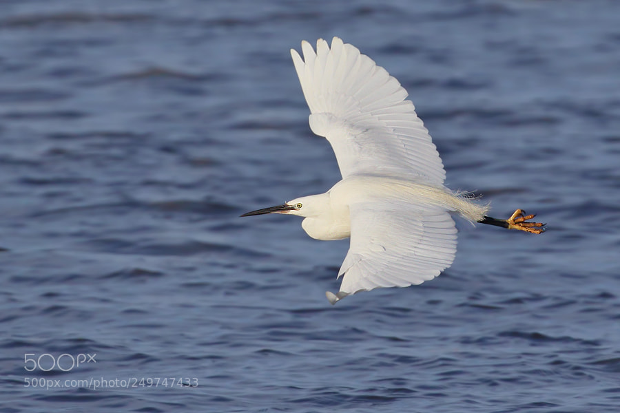 Canon EOS 7D Mark II sample photo. Little egret photography