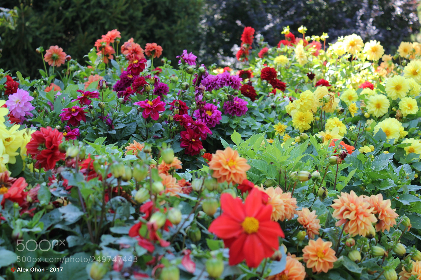 Canon EOS 550D (EOS Rebel T2i / EOS Kiss X4) sample photo. Edward's gardens, toronto, ontario photography