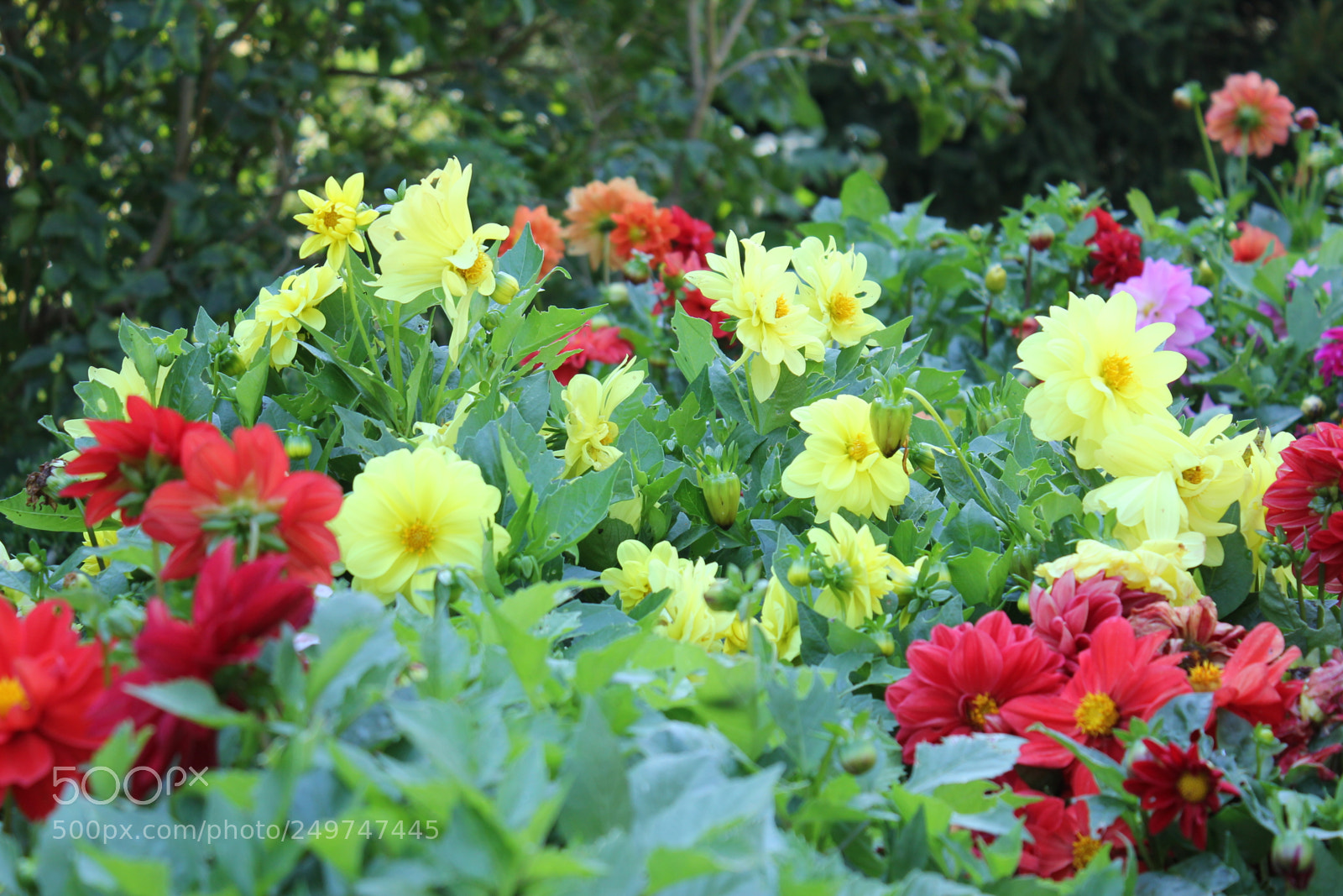 Canon EOS 550D (EOS Rebel T2i / EOS Kiss X4) sample photo. Edward's gardens, toronto, ontario photography