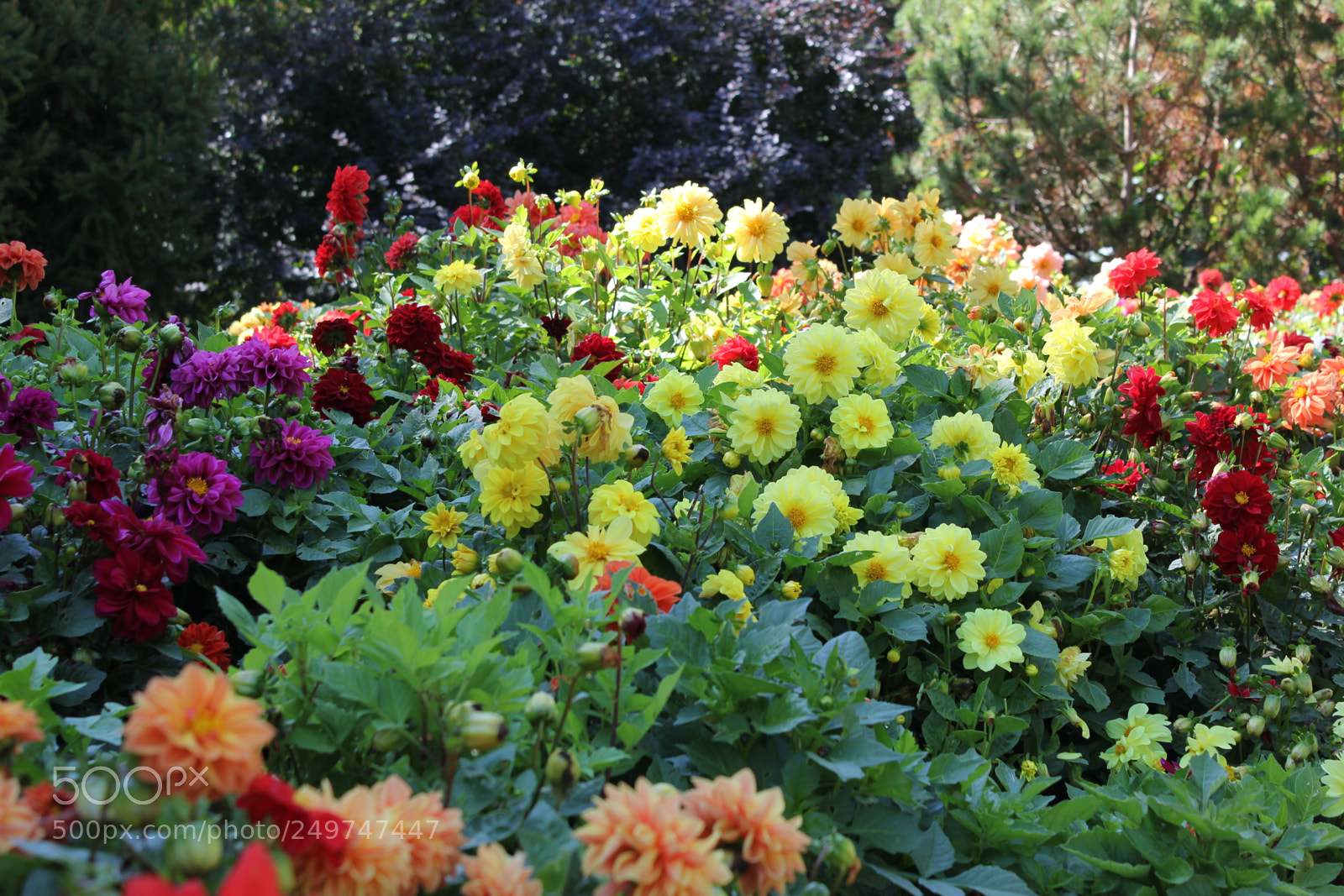 Canon EOS 550D (EOS Rebel T2i / EOS Kiss X4) sample photo. Edward's gardens, toronto, ontario photography