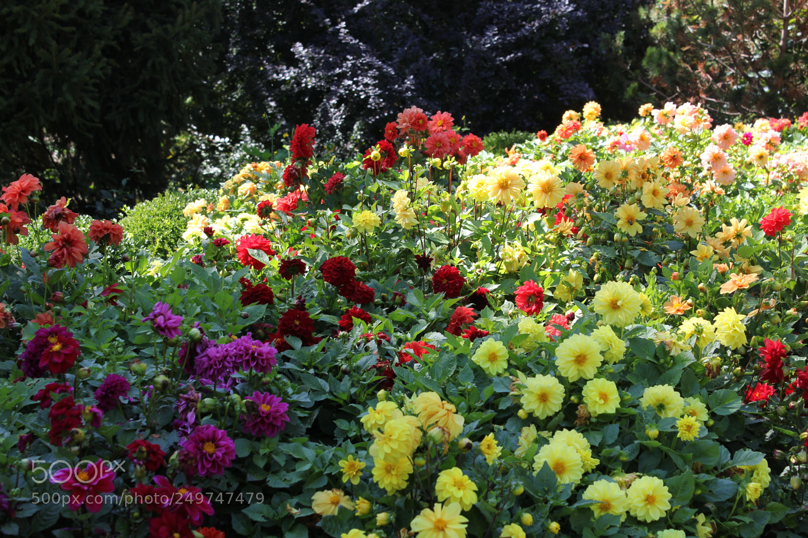 Canon EOS 550D (EOS Rebel T2i / EOS Kiss X4) sample photo. Edward's gardens, toronto, ontario photography