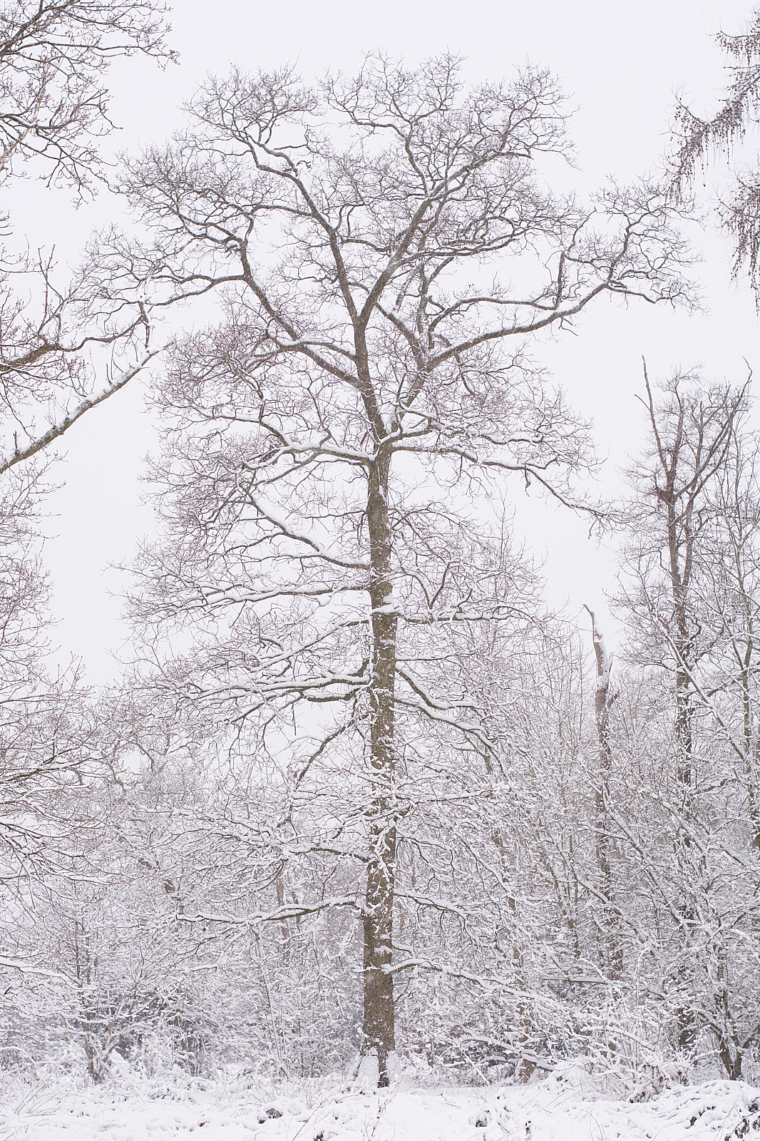 Nikon D7100 sample photo. Winter views photography