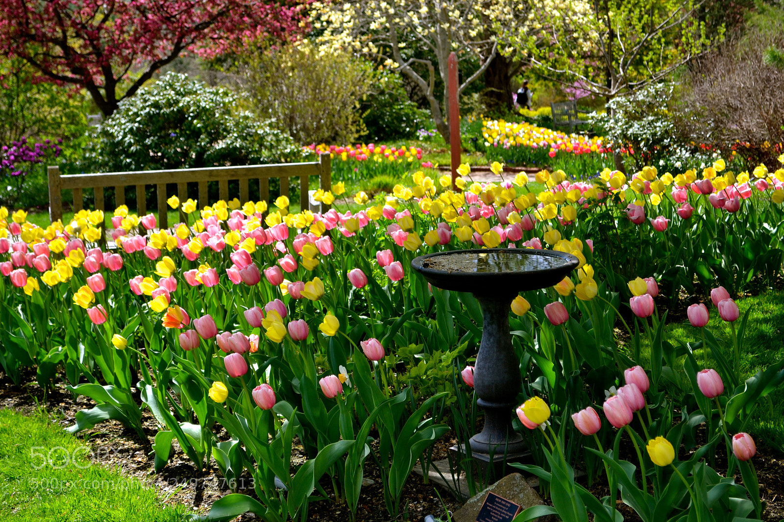 Nikon D3100 sample photo. Tulip garden photography