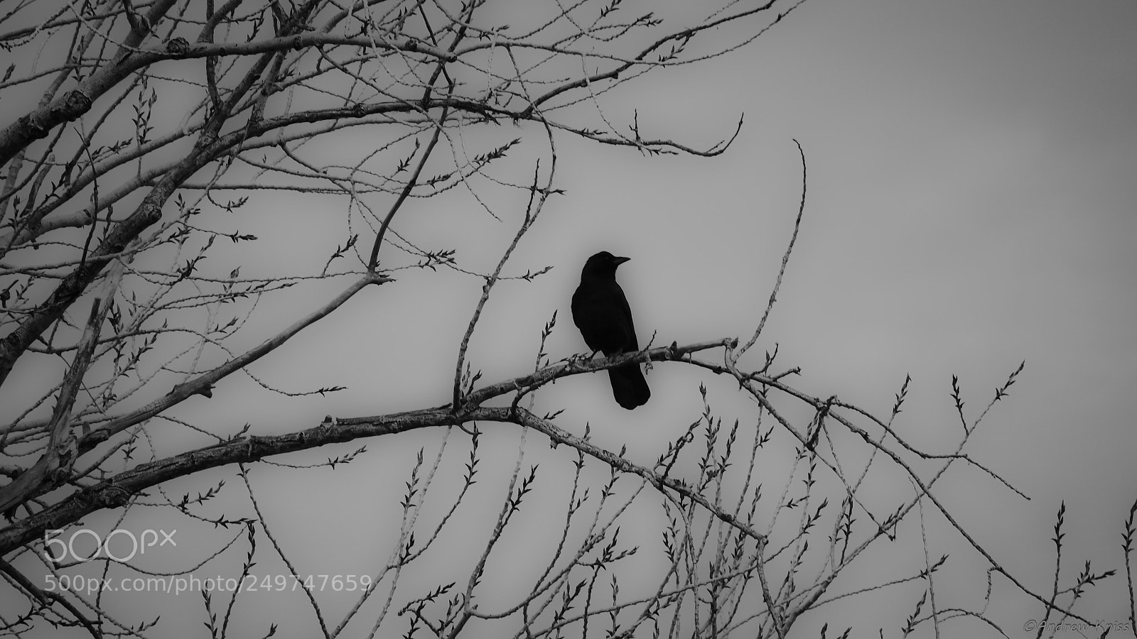 Olympus OM-D E-M5 II sample photo. Crow photography