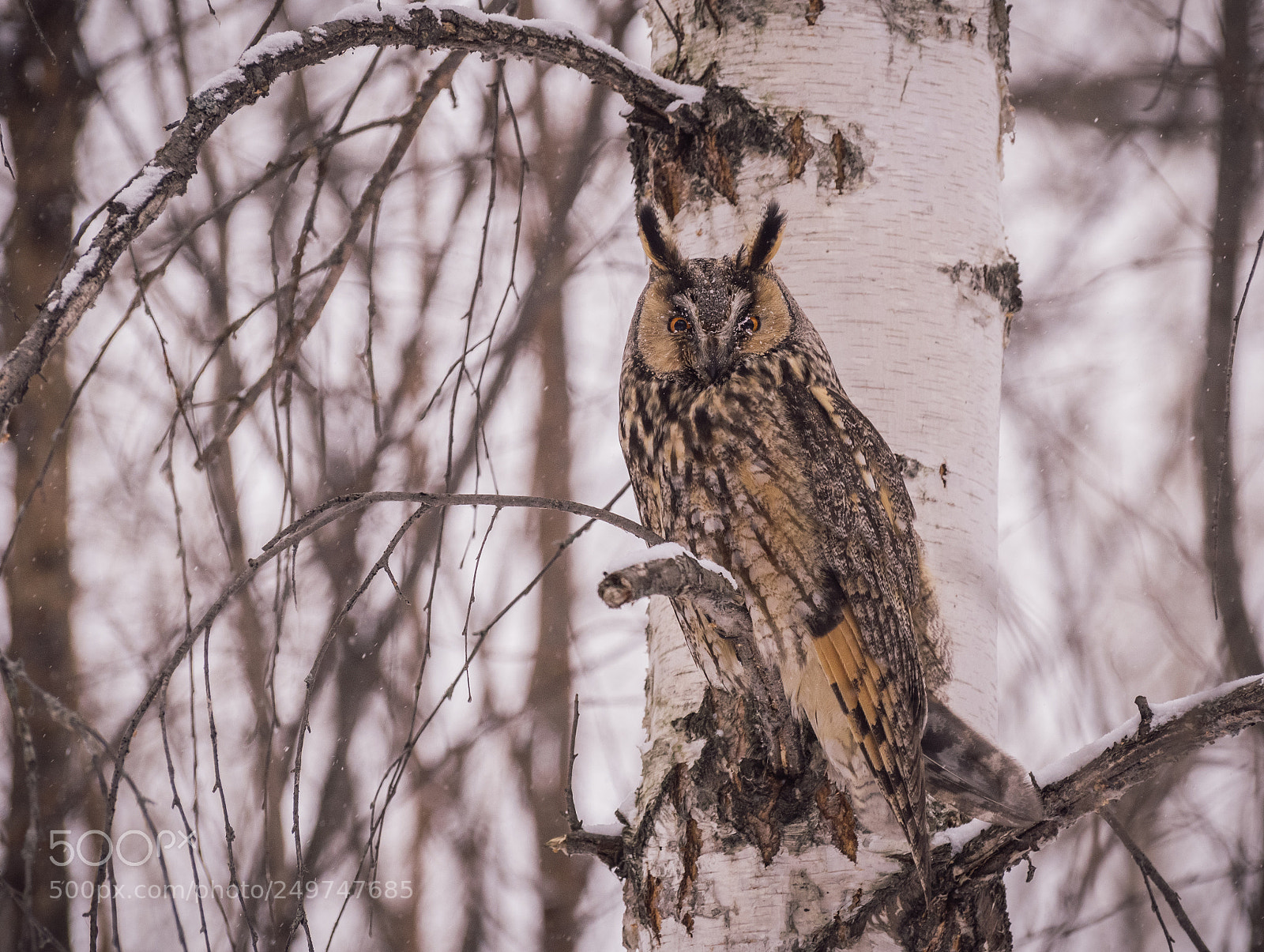 Nikon D5500 sample photo. Ong-eared owl photography