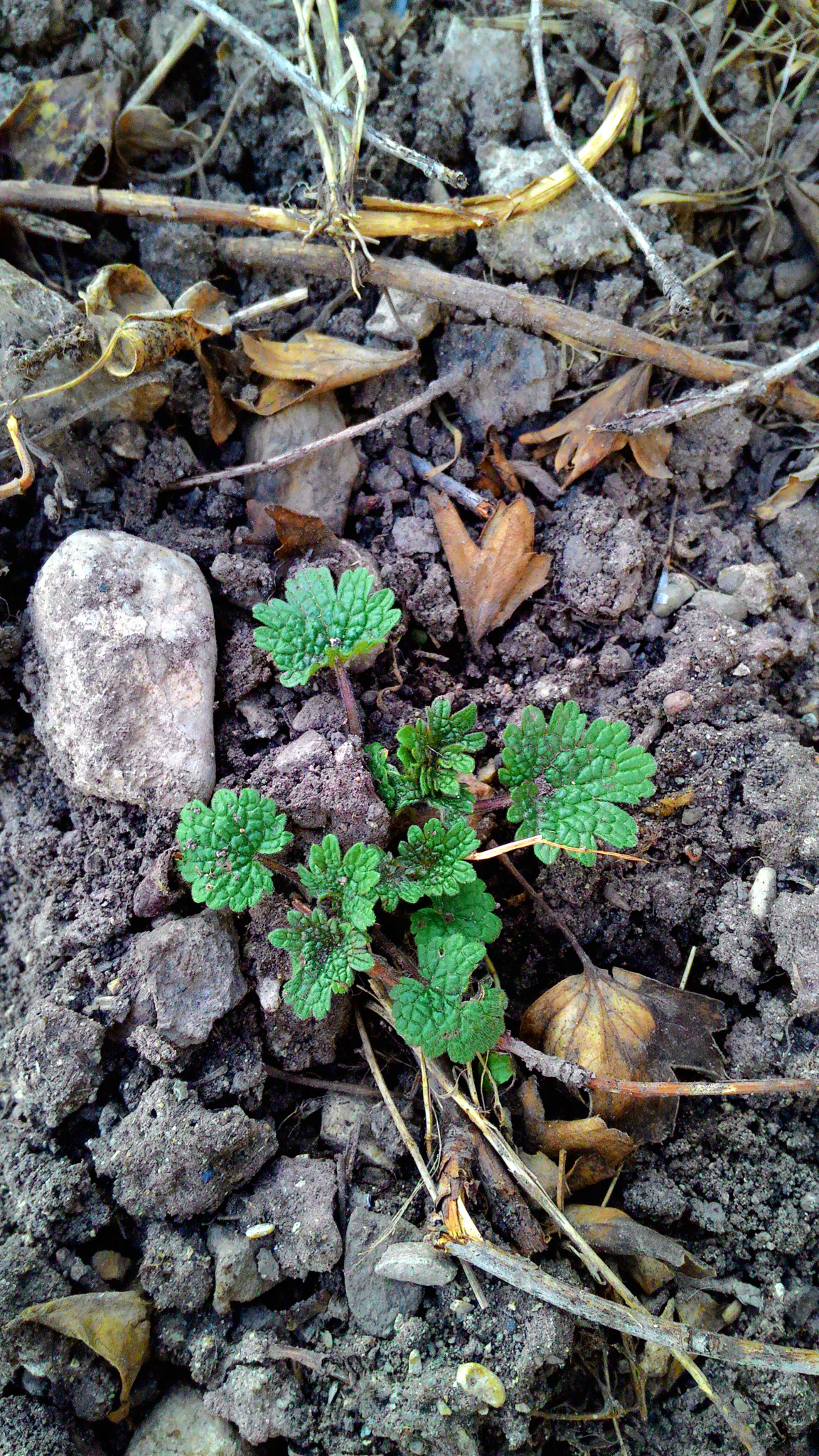 ASUS Z002 sample photo. Leonurus cardiaca (motherwort) photography