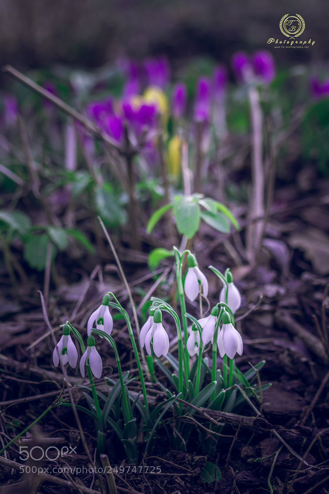 Nikon D7200 sample photo. Frühling ist da photography