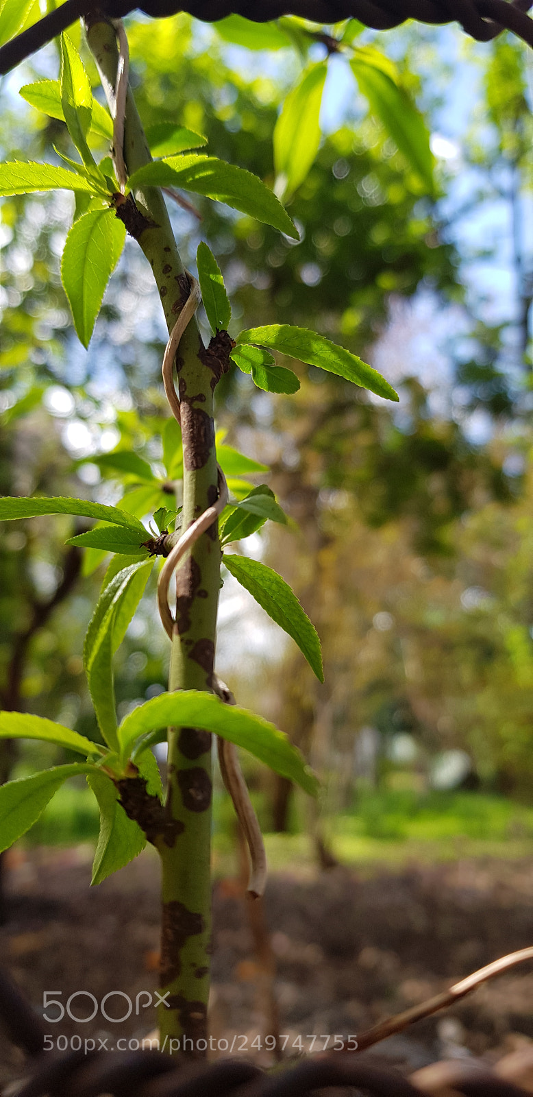 Samsung Galaxy S8 sample photo. New... photography